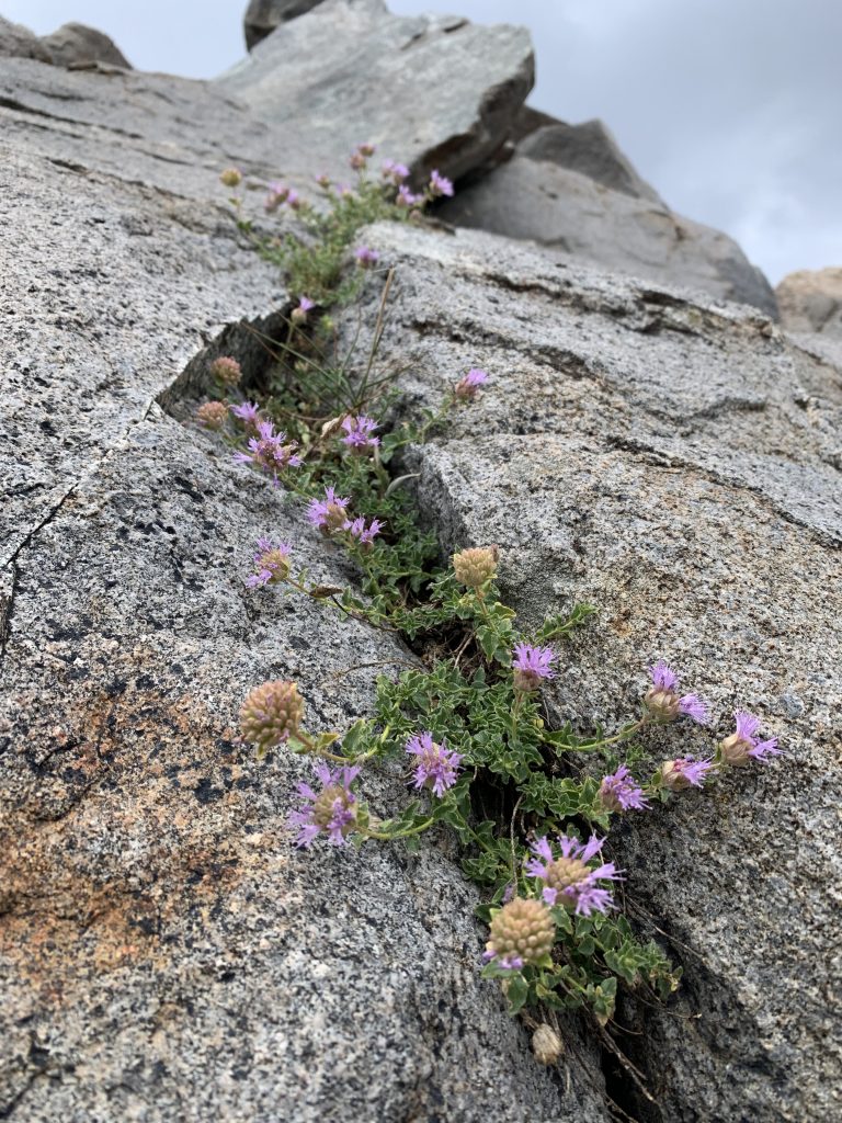 Monardella beneolens growing along a granite crack atop Olancha Peak.