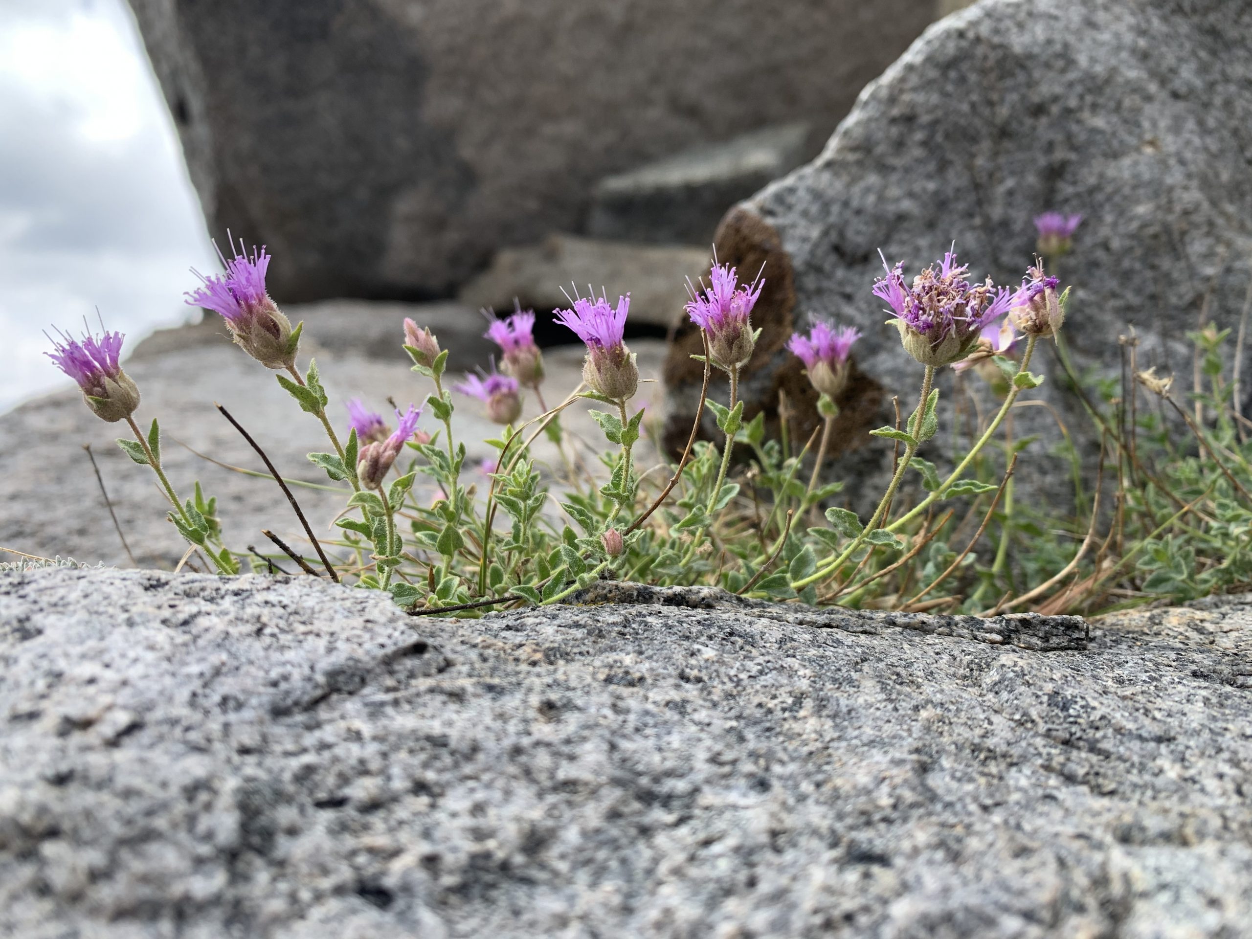 Purple flowers of the low-lying sweet smelling monardella.