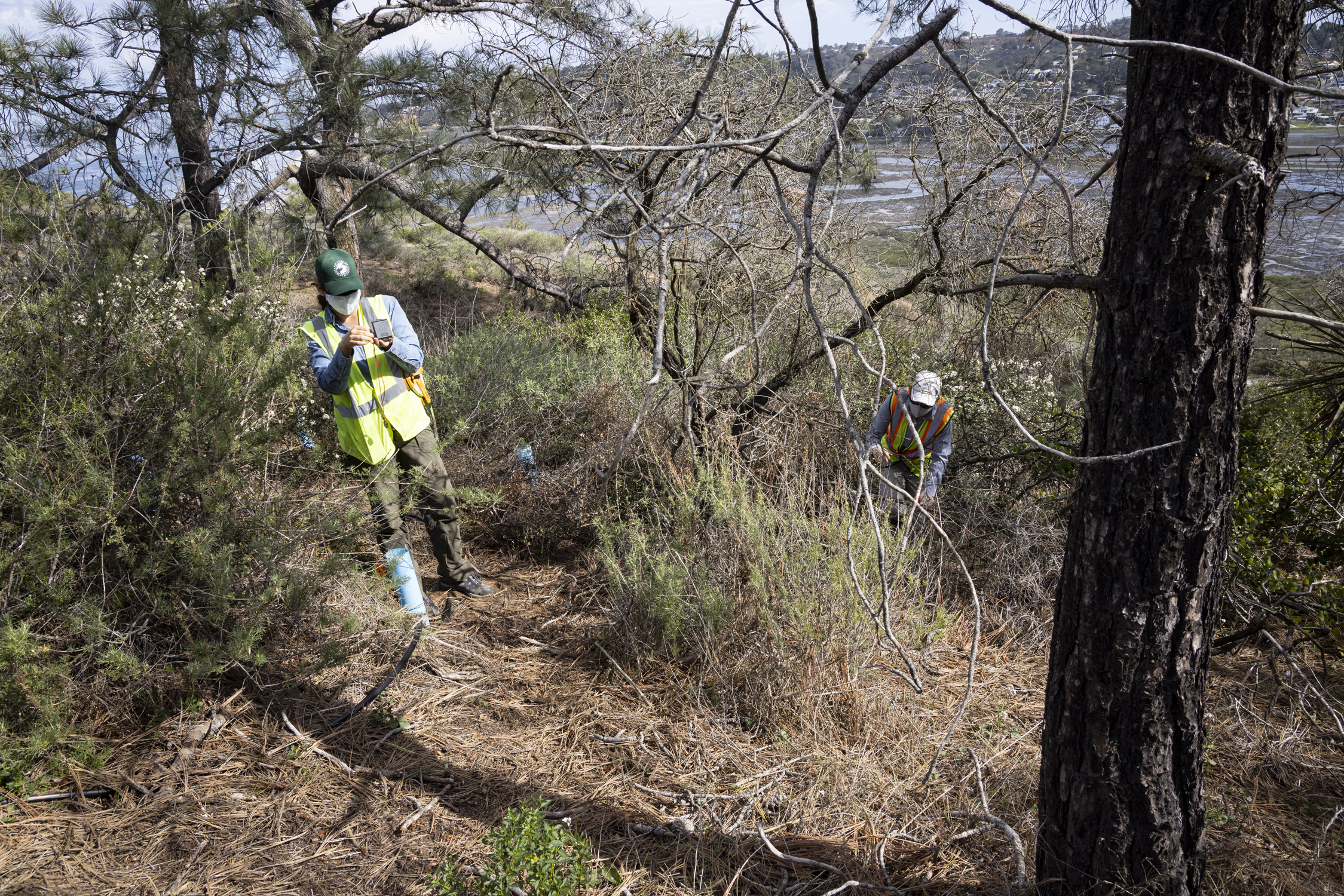 Two women in masks and safety vests work in a torrey pine forest stand.