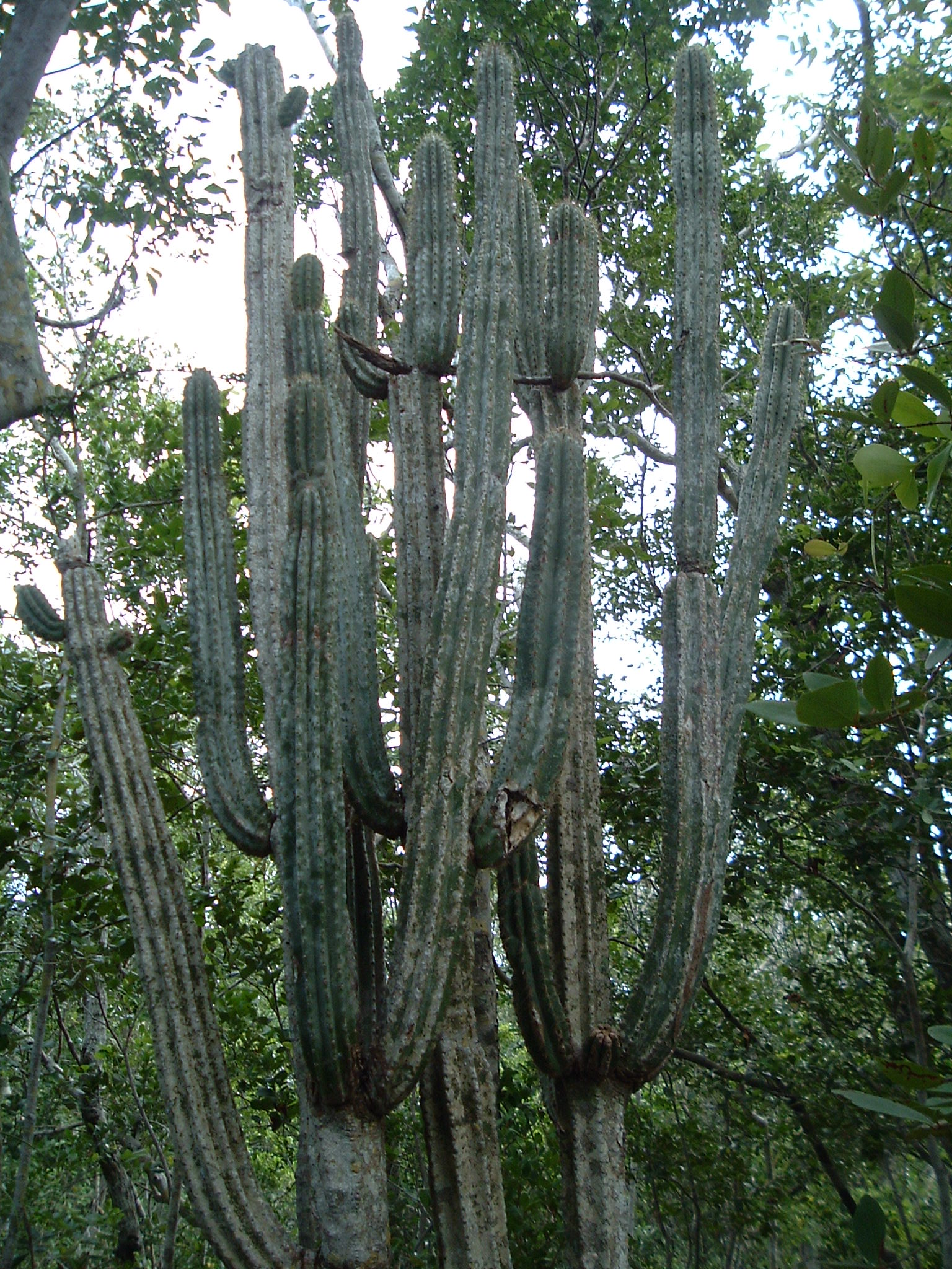 Image of tall, multi-stemmed cactus.