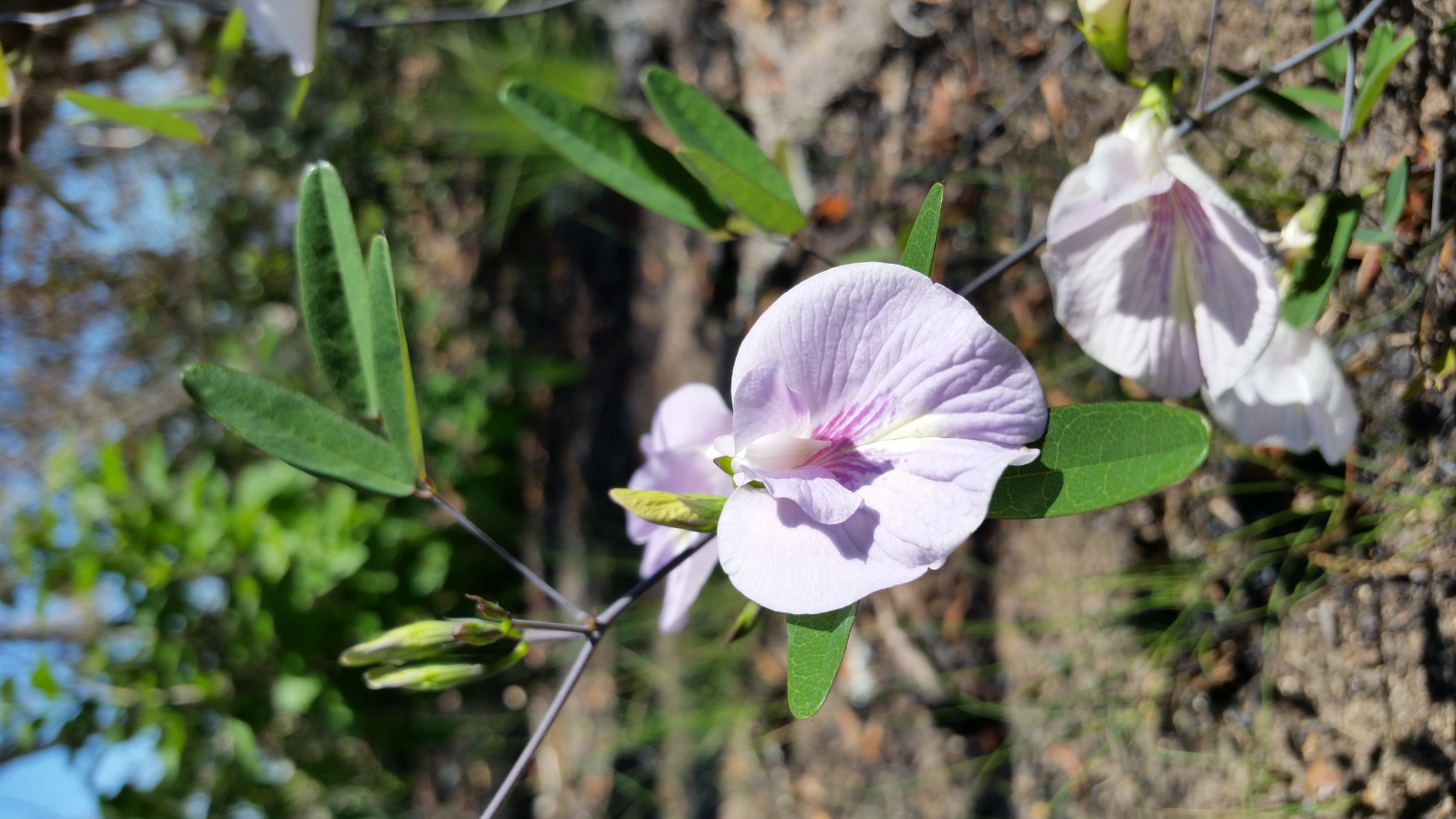 Clitoria fragrans, sweet-scented pigeon wings - Center for Plant  Conservation
