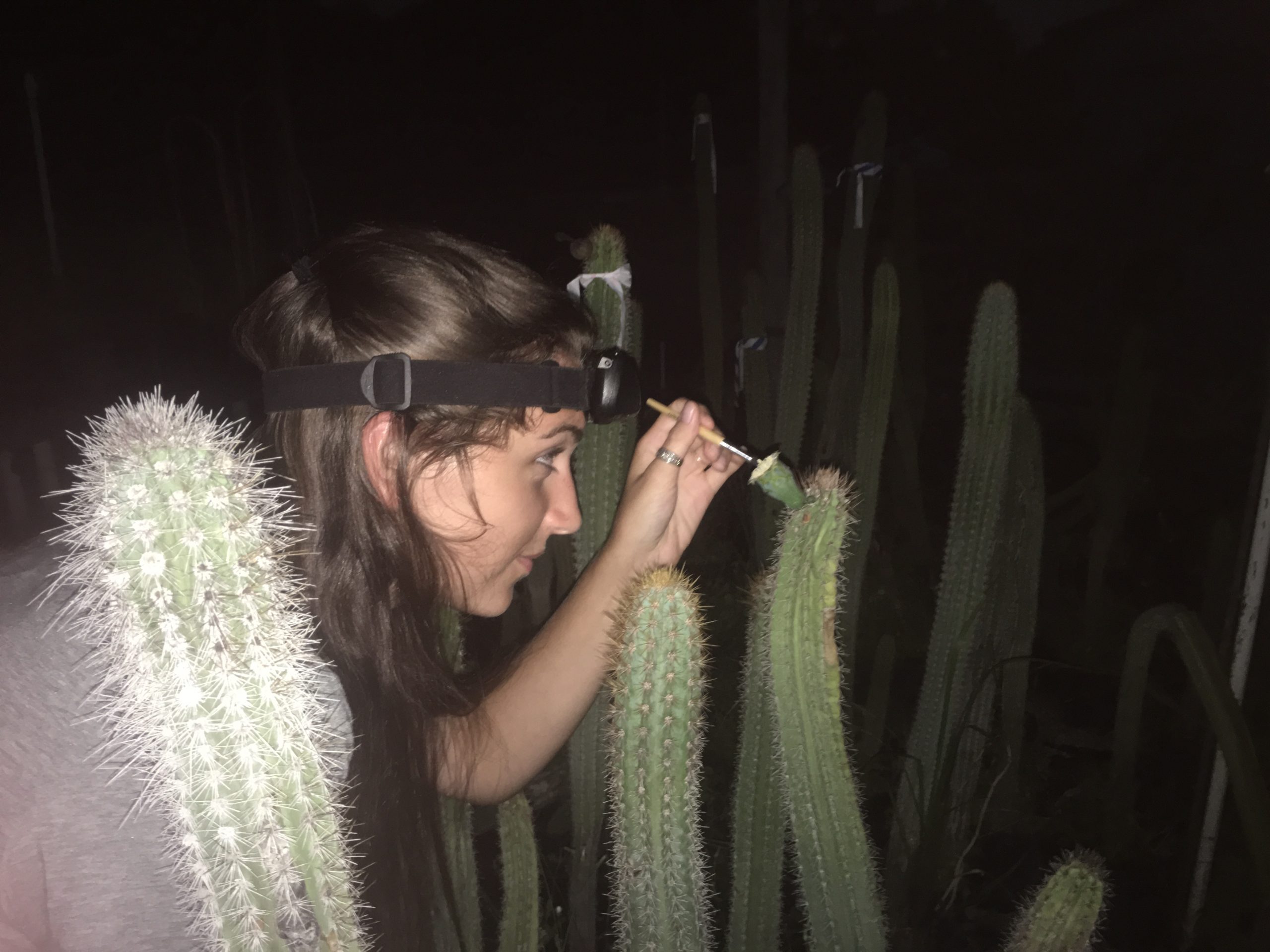 Image of woman hand pollinating a cactus flower.