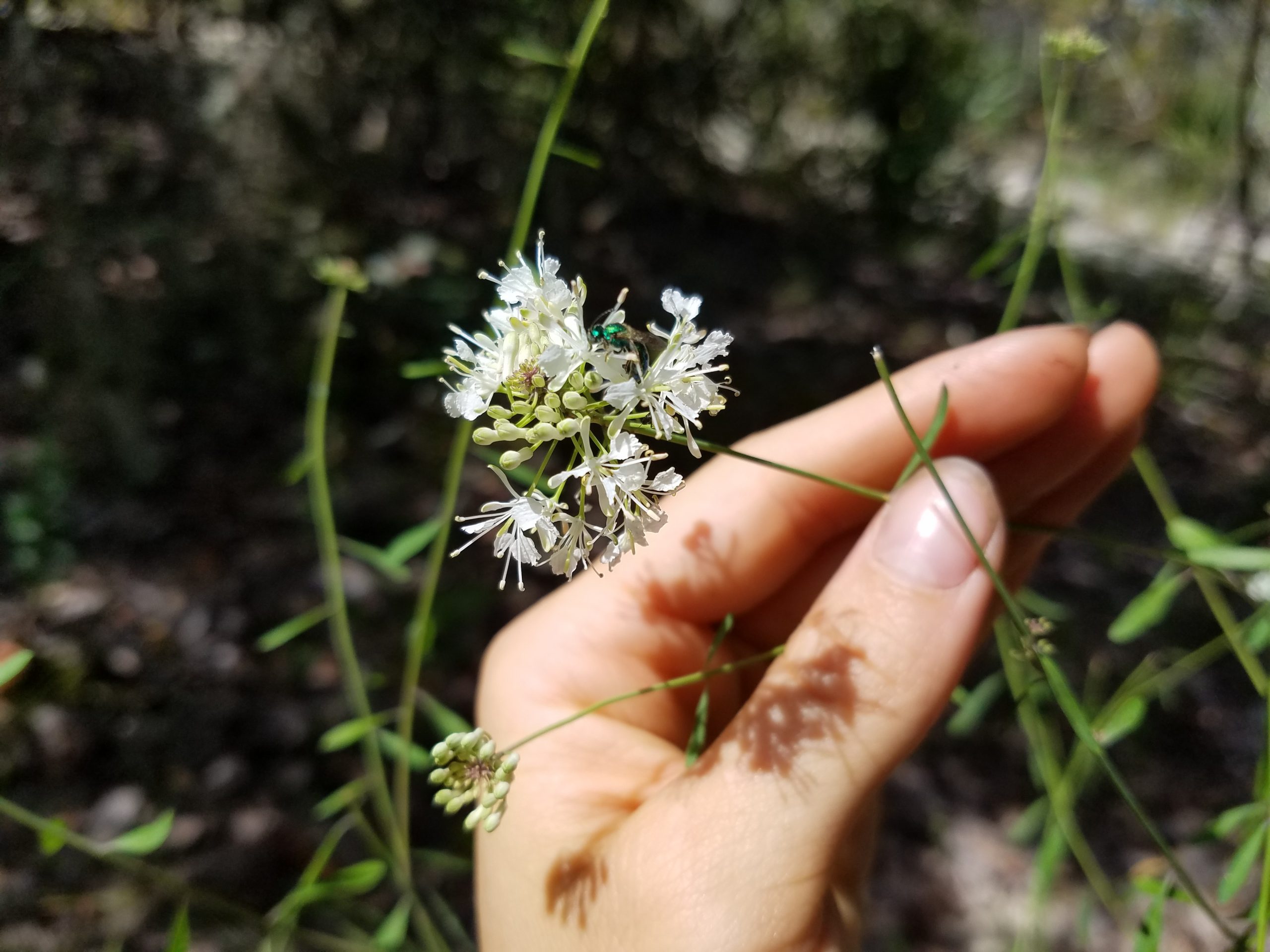 Image of Warea carteri, or Carter’s Warea.