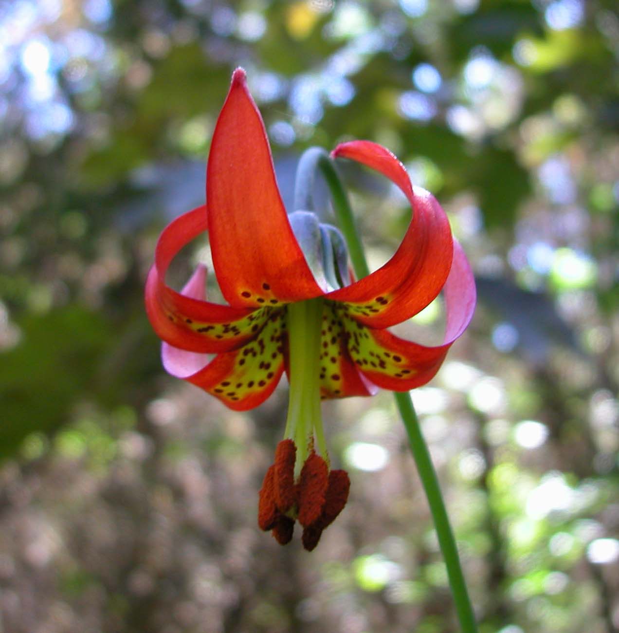 Image of a red lily flower.