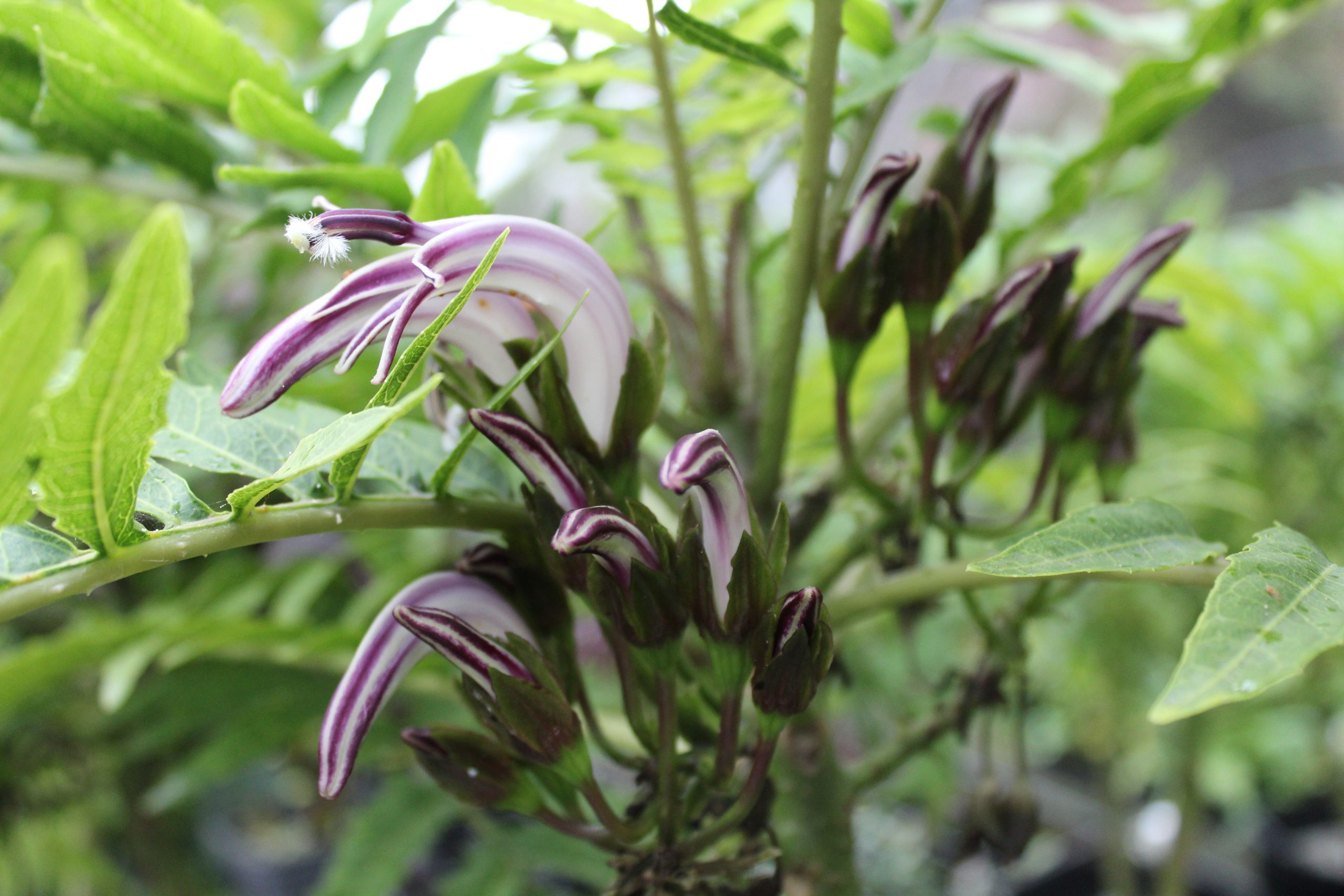 Image of Flowering Cyanea grimesiana subsp. grimesiana in the nursery at Lyon Arboretum