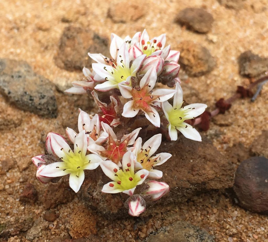 Image of Dudleya brevifolia. Photo by Caroline Iacuaniello
