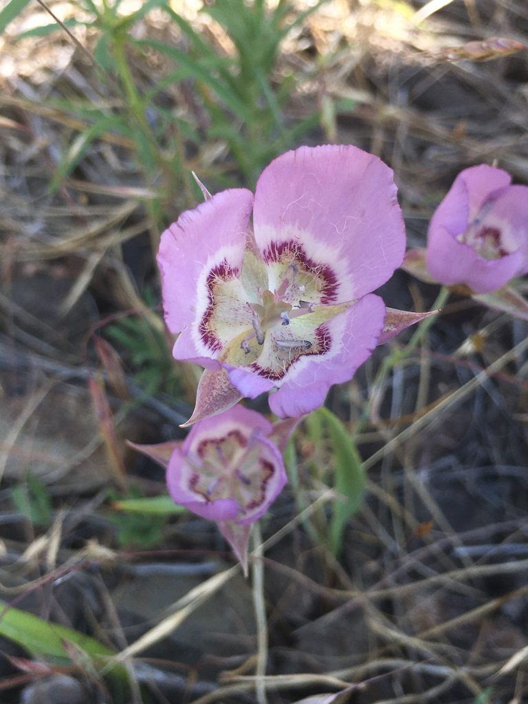 Close-up of a purple and white mariposa lily.