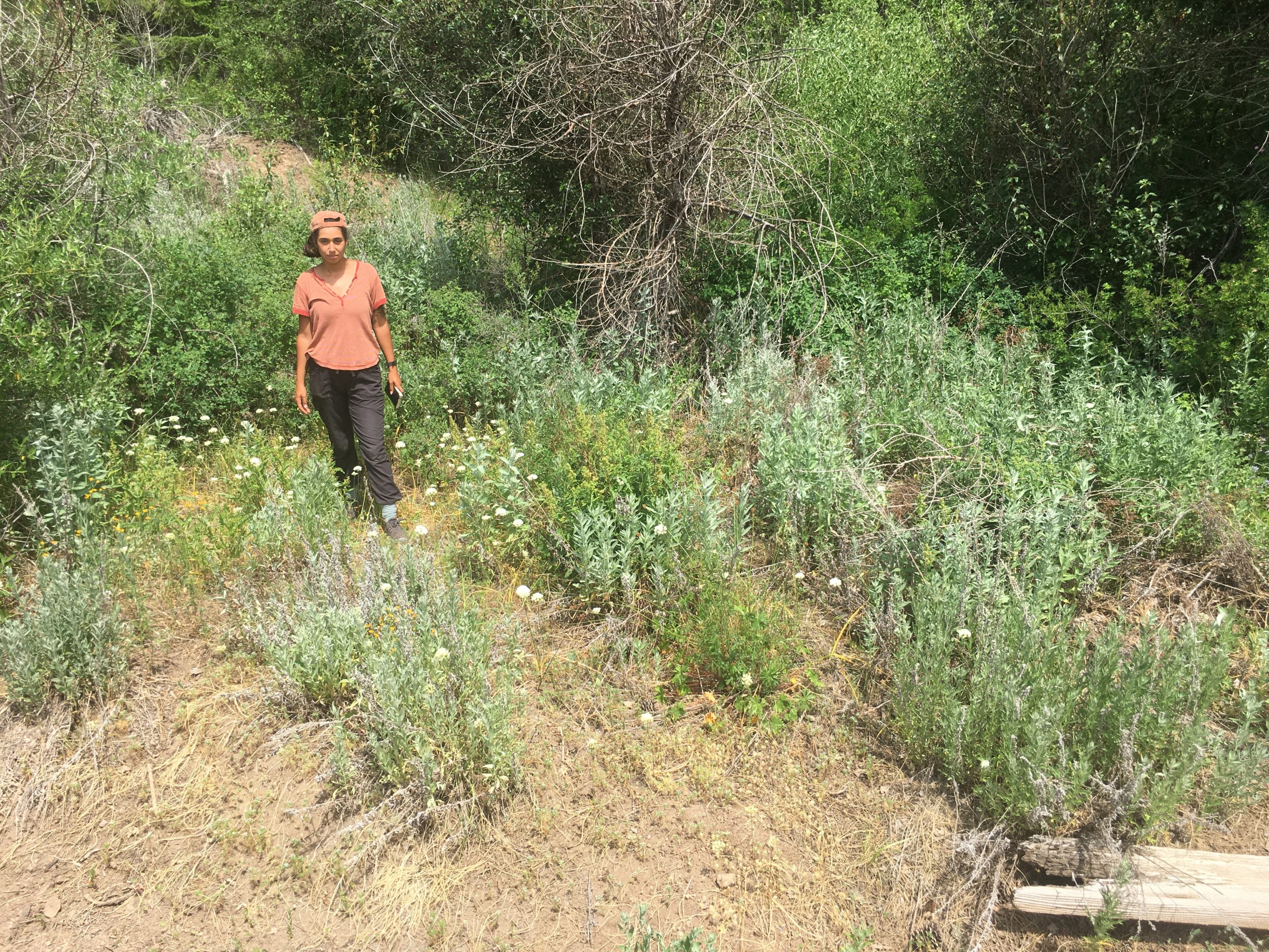 A young woman in small clearing with various wildflowers and shrubs.