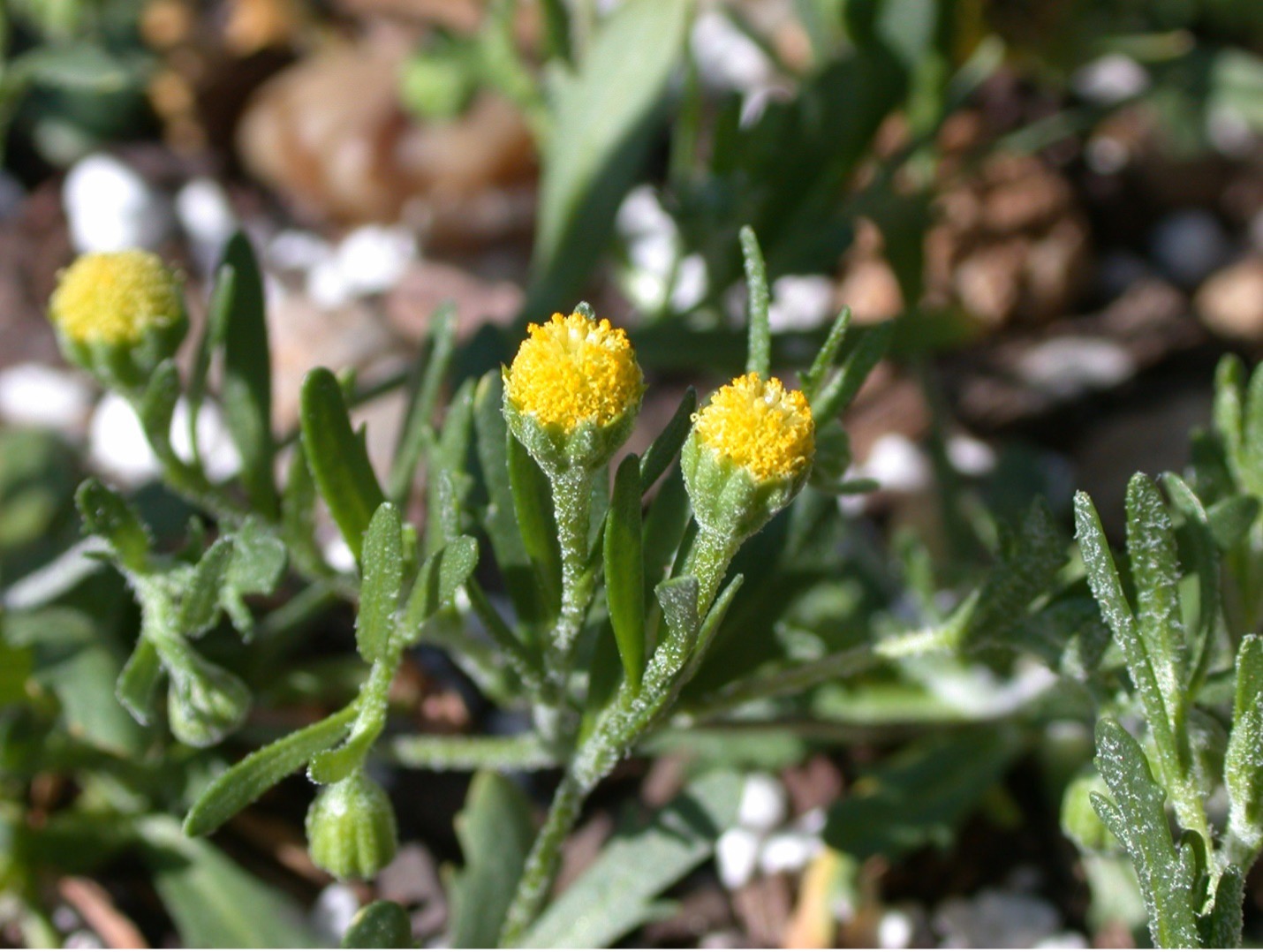 Image of yellow flowers on green stems