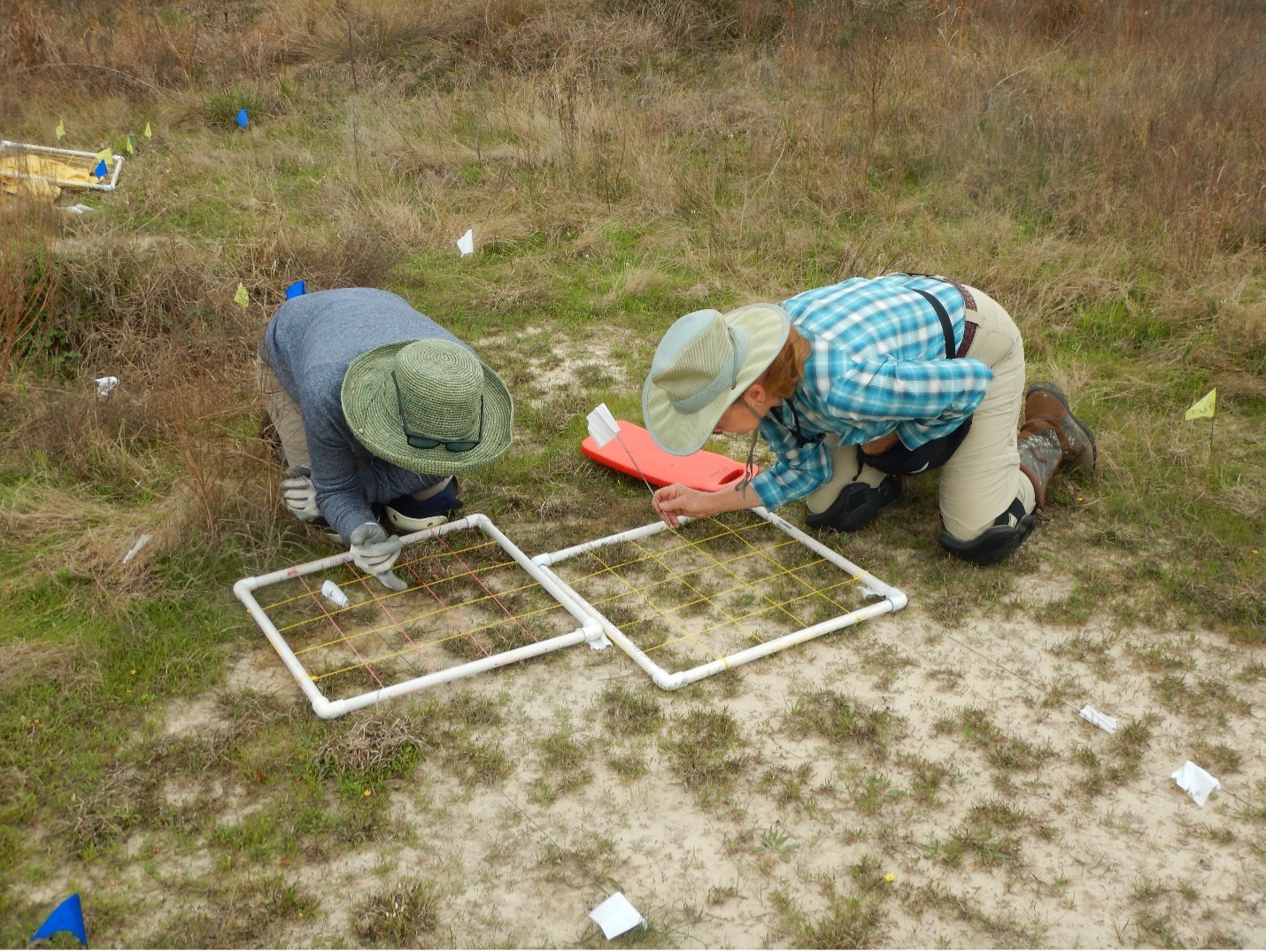 Image of two people crouching in prairie habitat to monitor rare plants