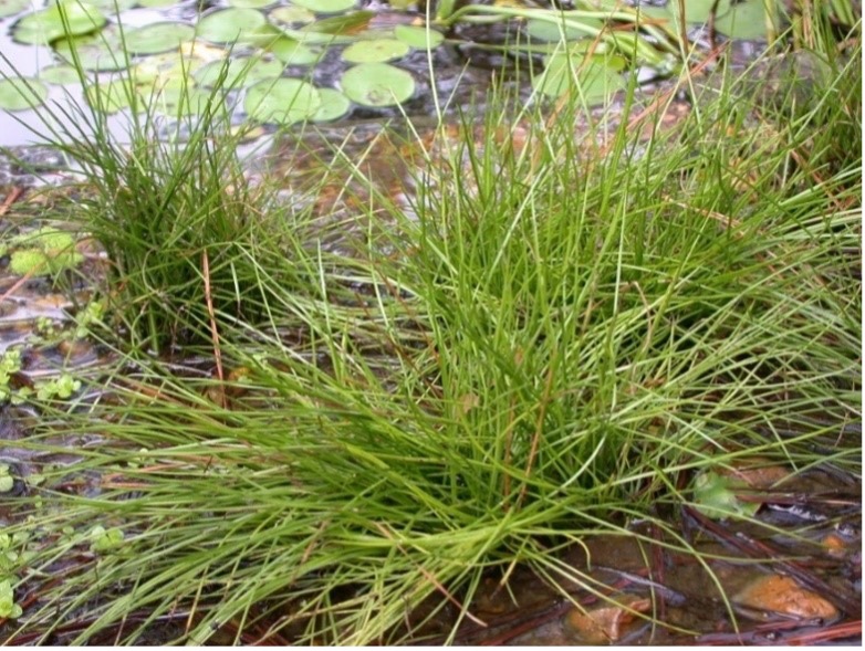 Image of green grass plants in pond habitat