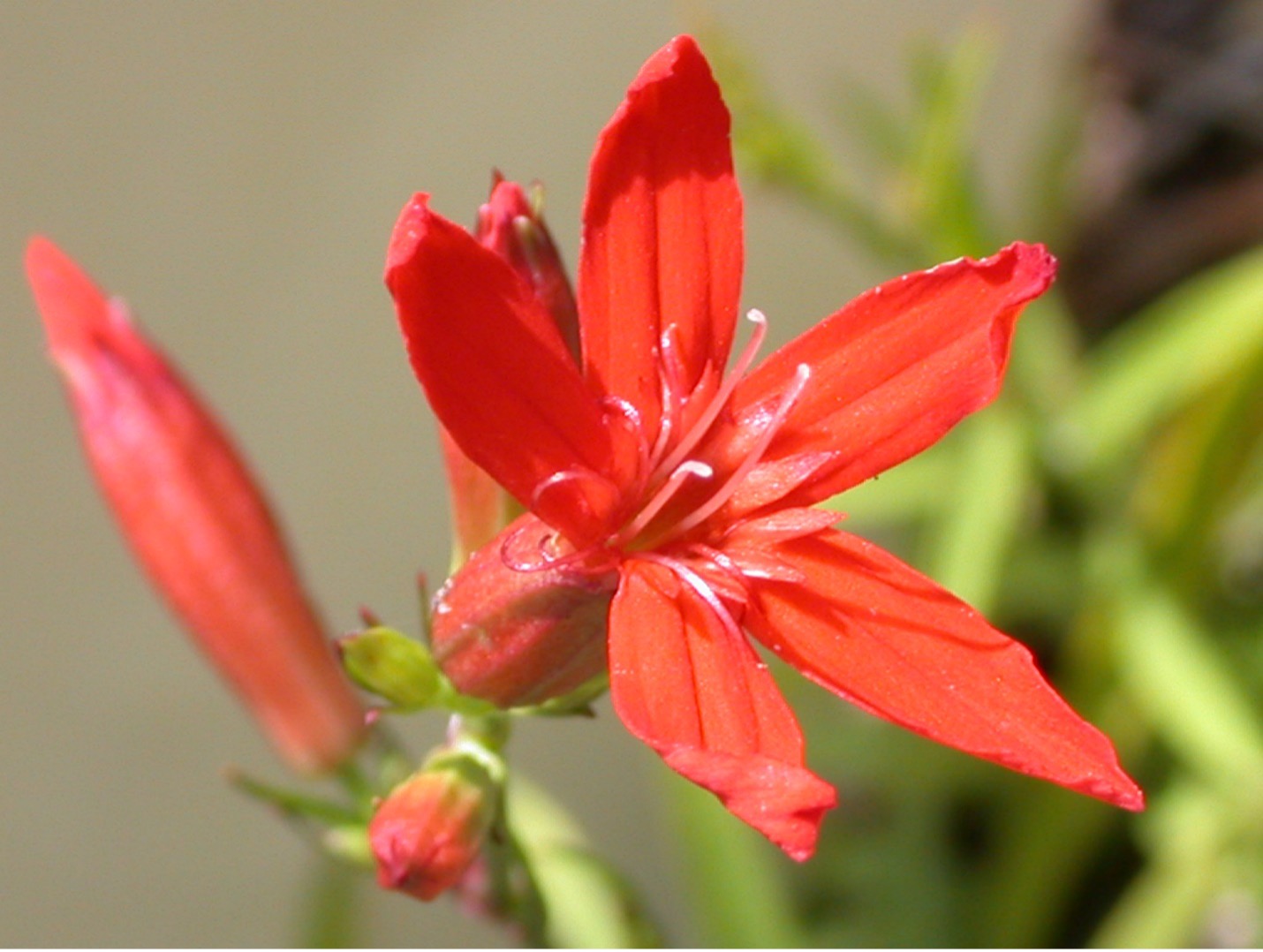 Image of a bright red blooming flower