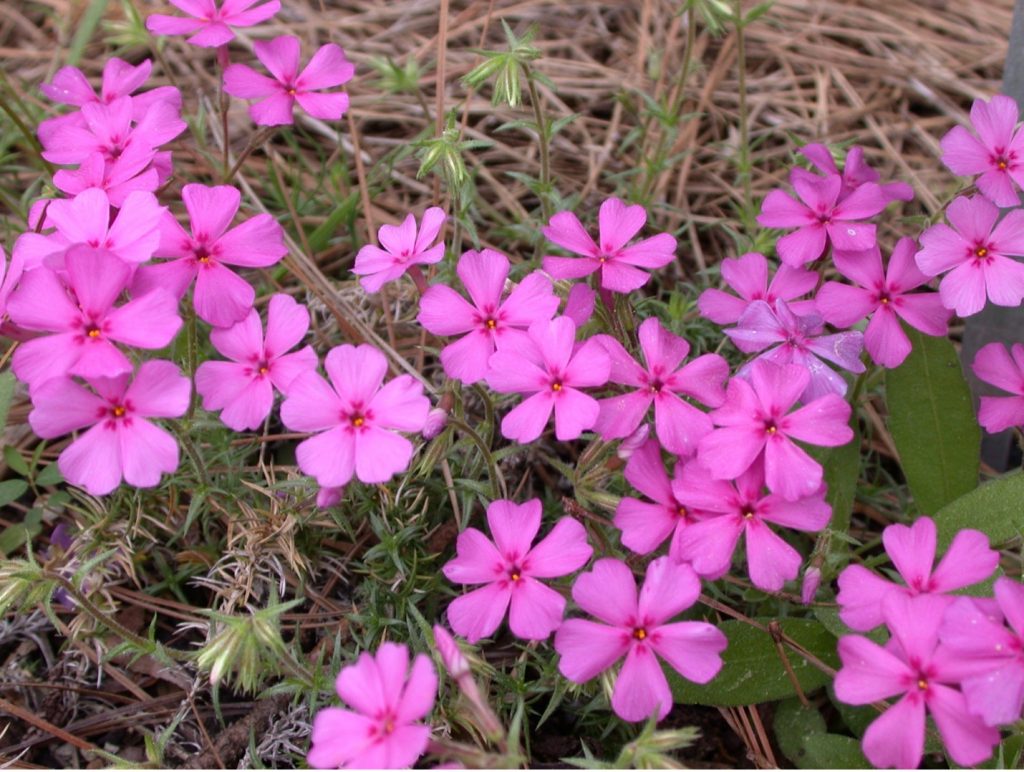 Image of a grouping of pink flower blossoms