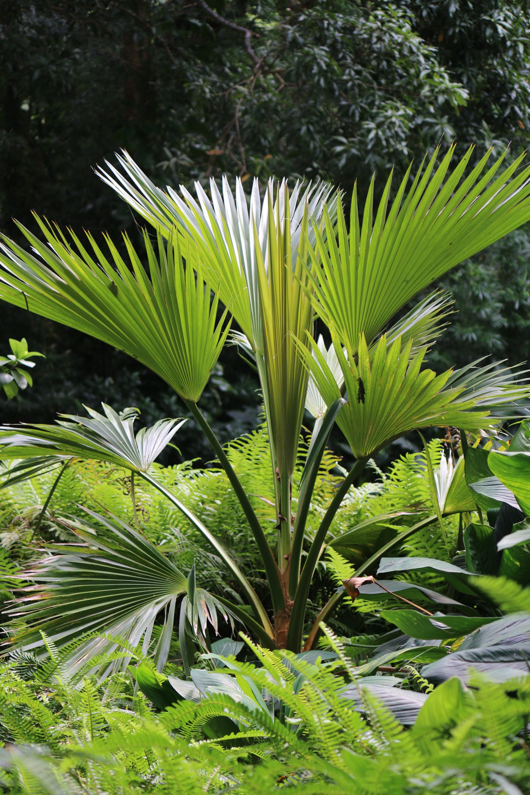 Native Hawaiian palm