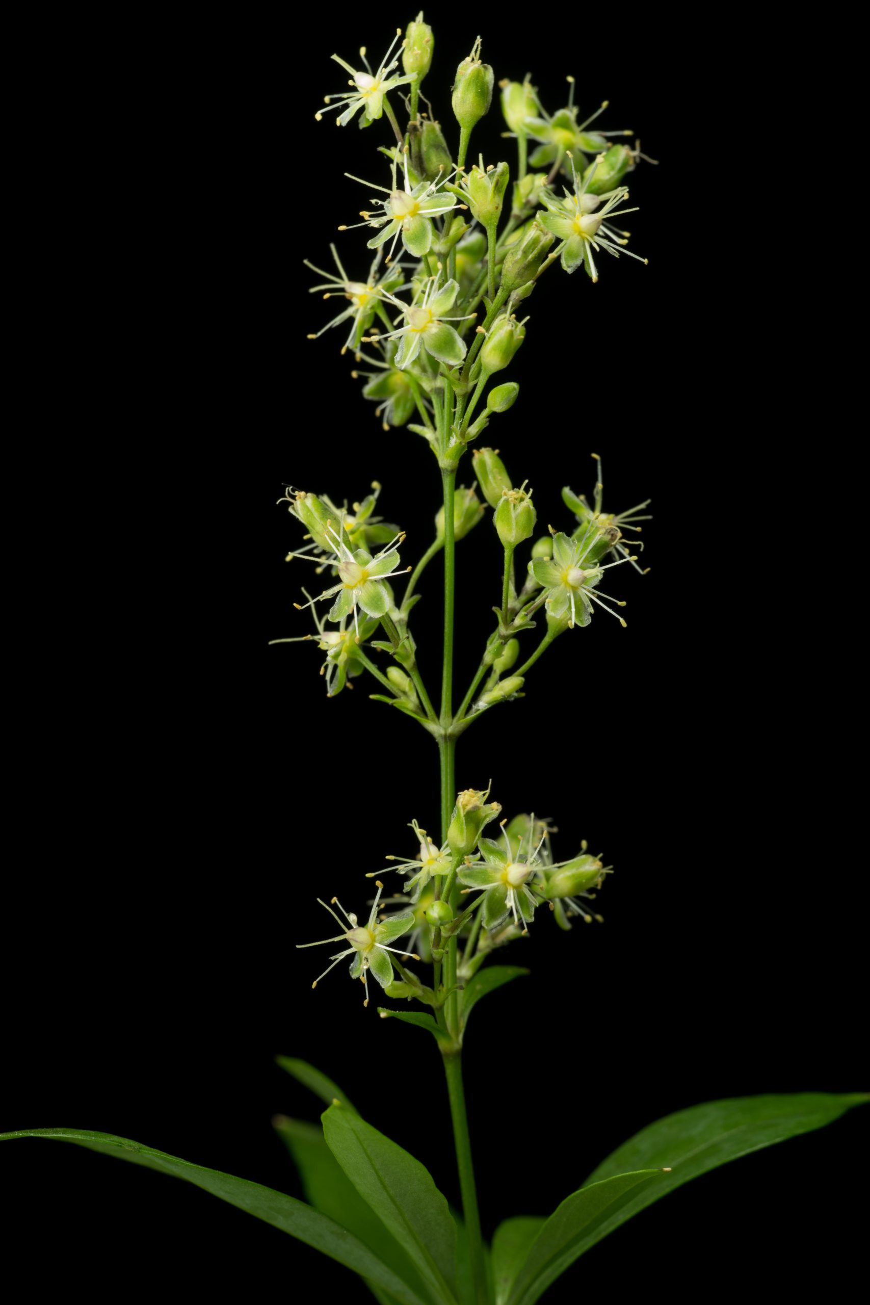 Floral close up of green petaled plant Diamon Head schiedea