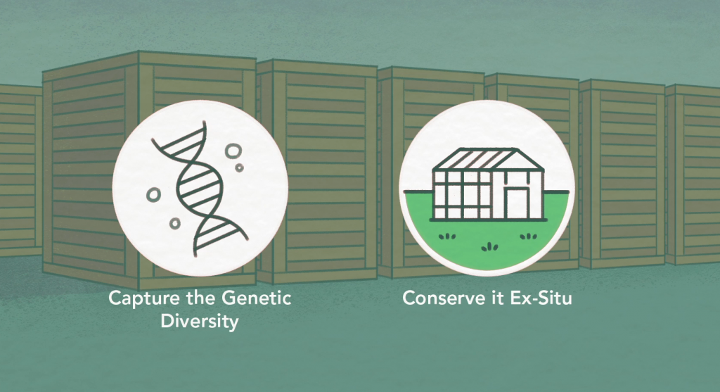 Screenshot from "What to Know Before You Go: Maximizing genetic diversity in seed collections" video