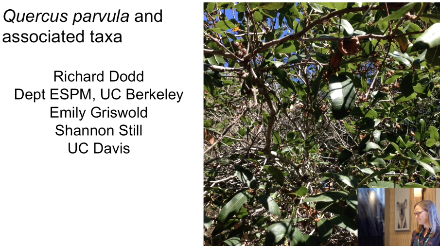 Screenshot of "Quercus parvula and Associated Taxa" video