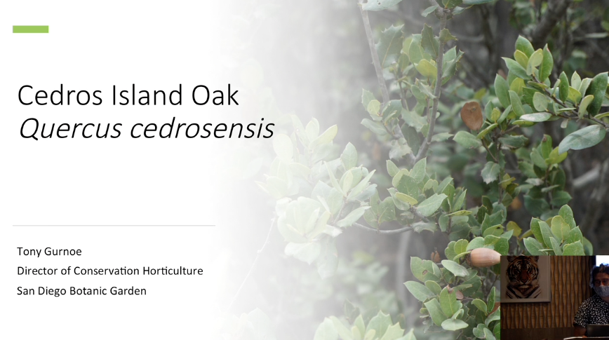 Screenshot from "Cedros Island Oak: Quercus cedrosensis" video