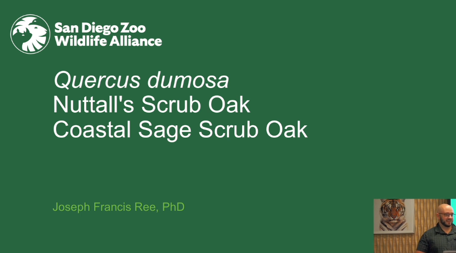 Screenshot of "Quercus dumosa, Nuttall's Scrub Oak, Coastal Sage Scrub Oak" video