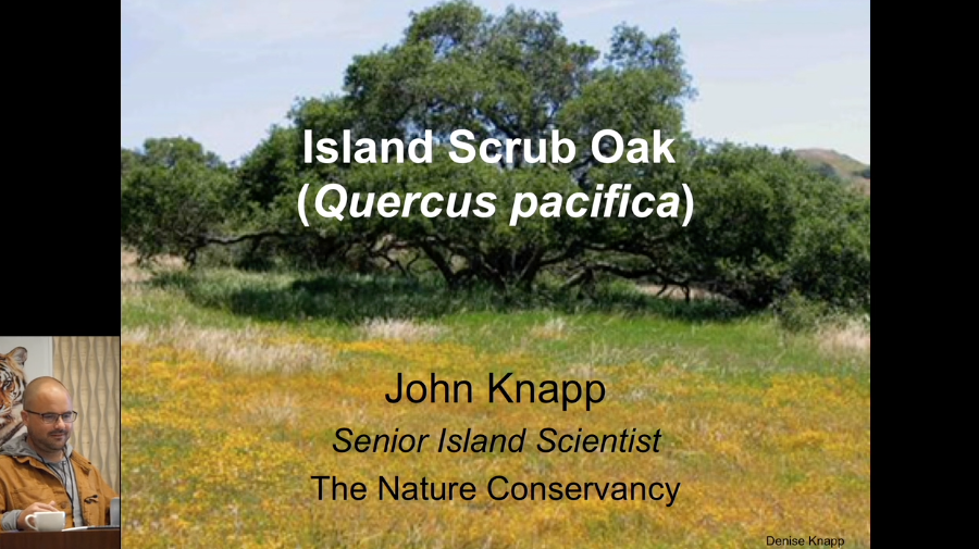 Screenshot of "Island Scrub Oak (Quercus pacifica)" video