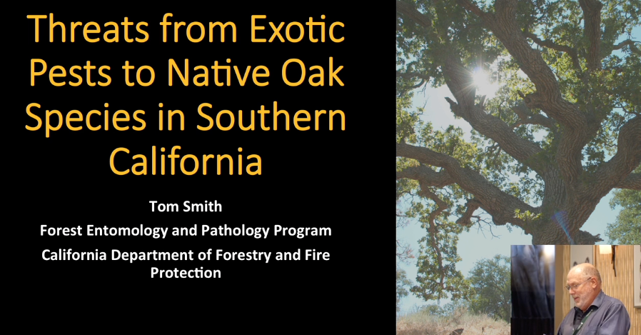 Screenshot from "Threats from Exotic Pests to Native Oak Species in Southern California" video