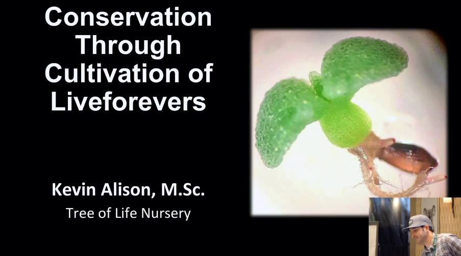 Screenshot of "Conservation Through Cultivation of Live-forevers" video