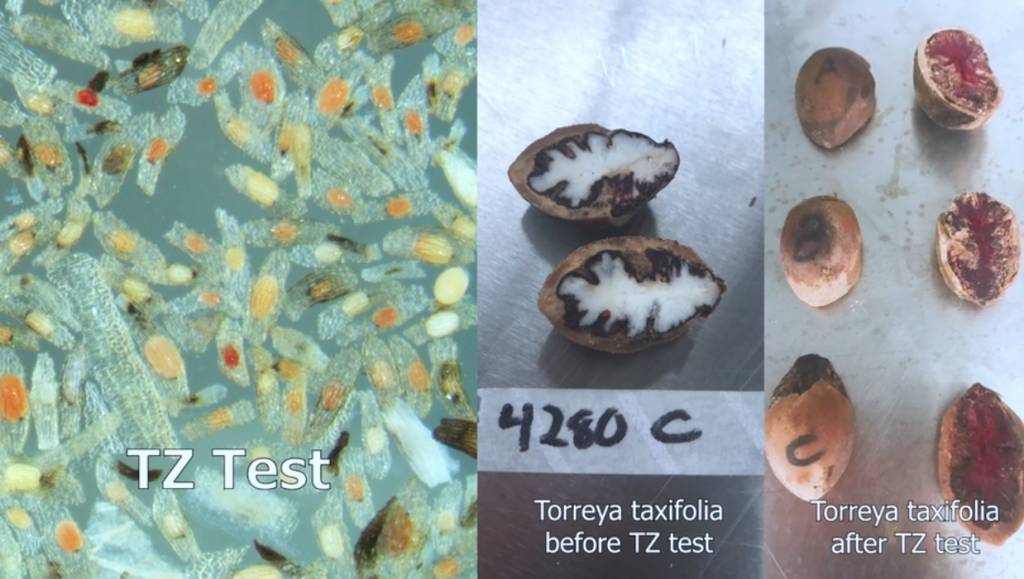 Screen shot from Atlanta Botanical Garden's video on using Tetrazolium Chloride testing to establish seed viability