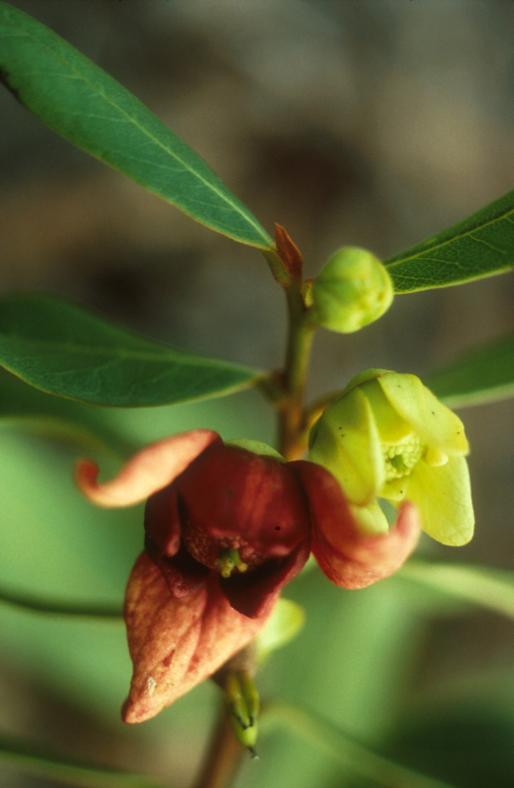 Image of Asimina tetramera. Photo Credit: Jon Shaw