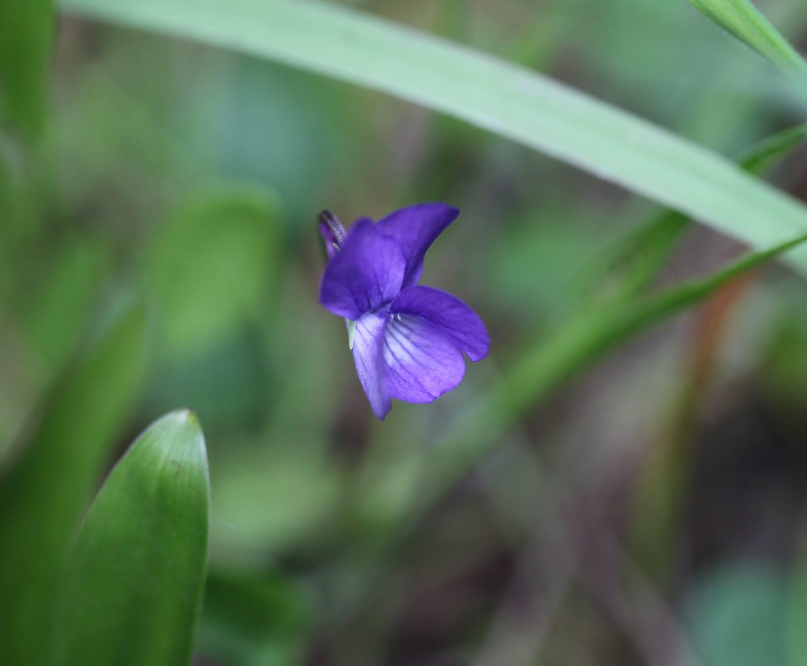 Image of Viola adunca