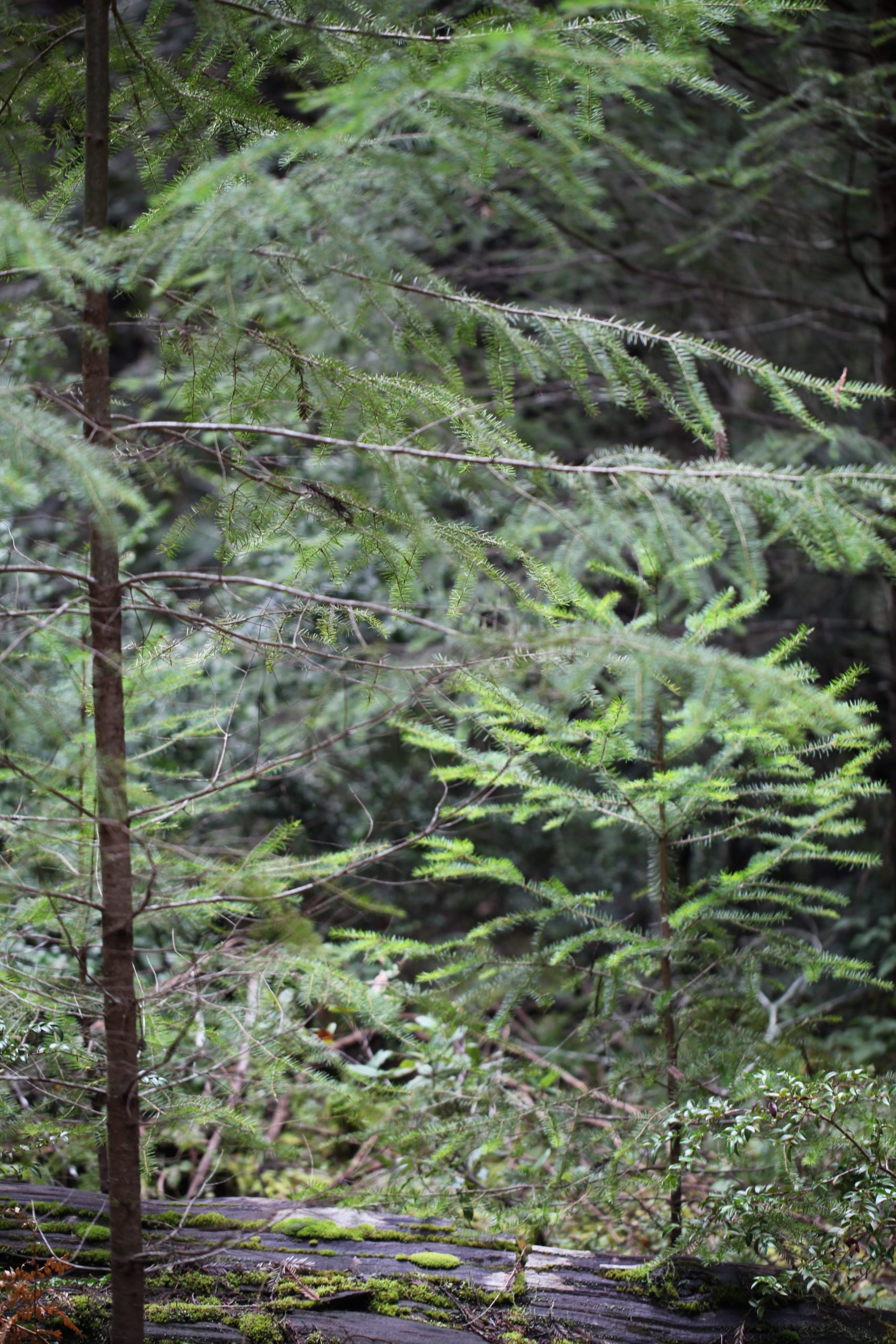 Image of juvenile doug fir trees