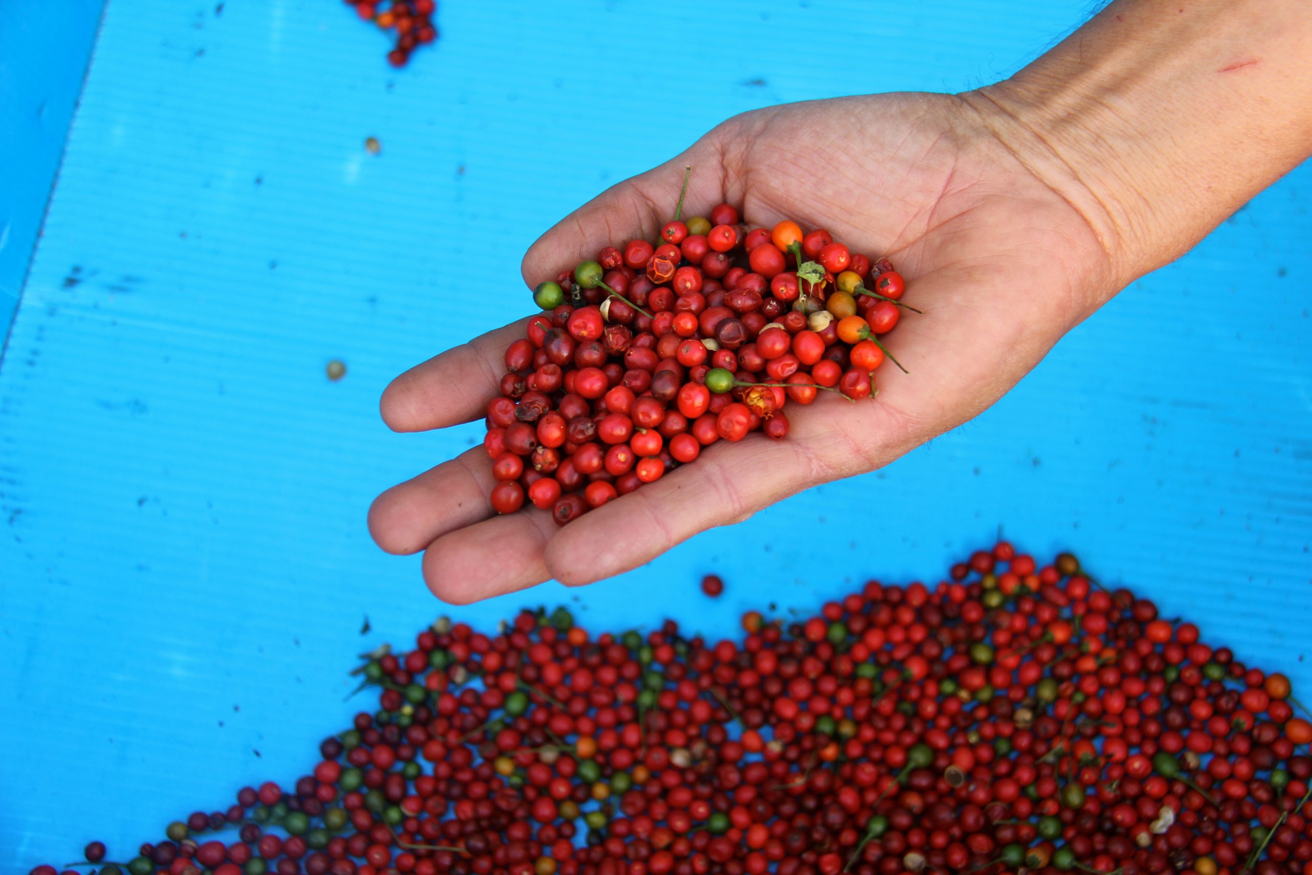 A handful of red and green chiltepines, a type of small, round pepper