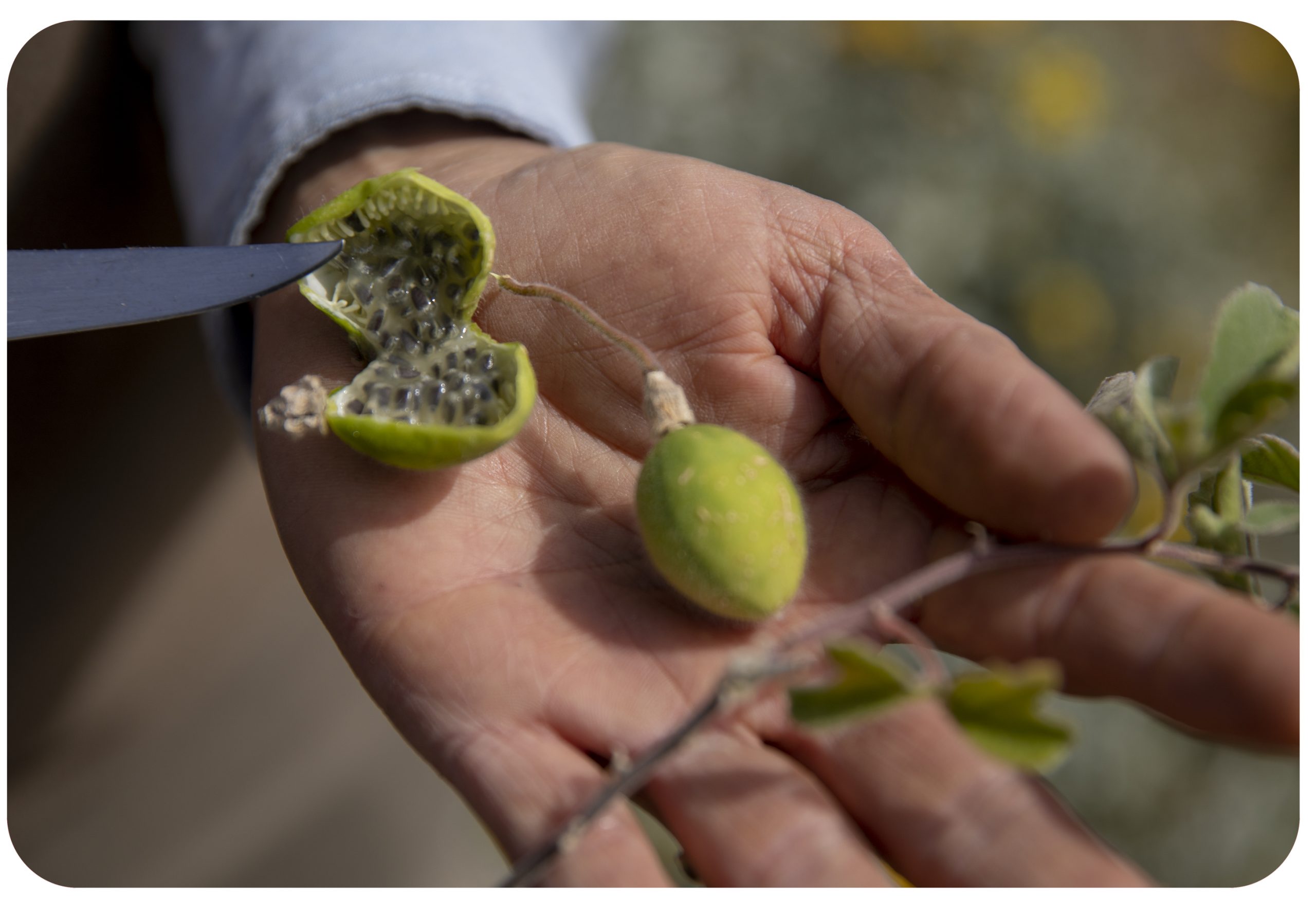 Small wild passion fruits from passiflora.