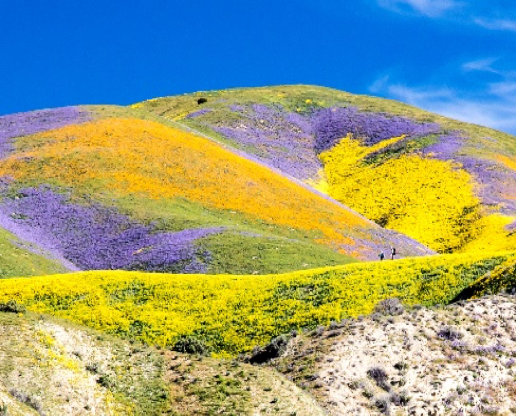 Image of Carrizo Plain National Monument during the 2017 superbloom. Photo by Bob Wick/BLM