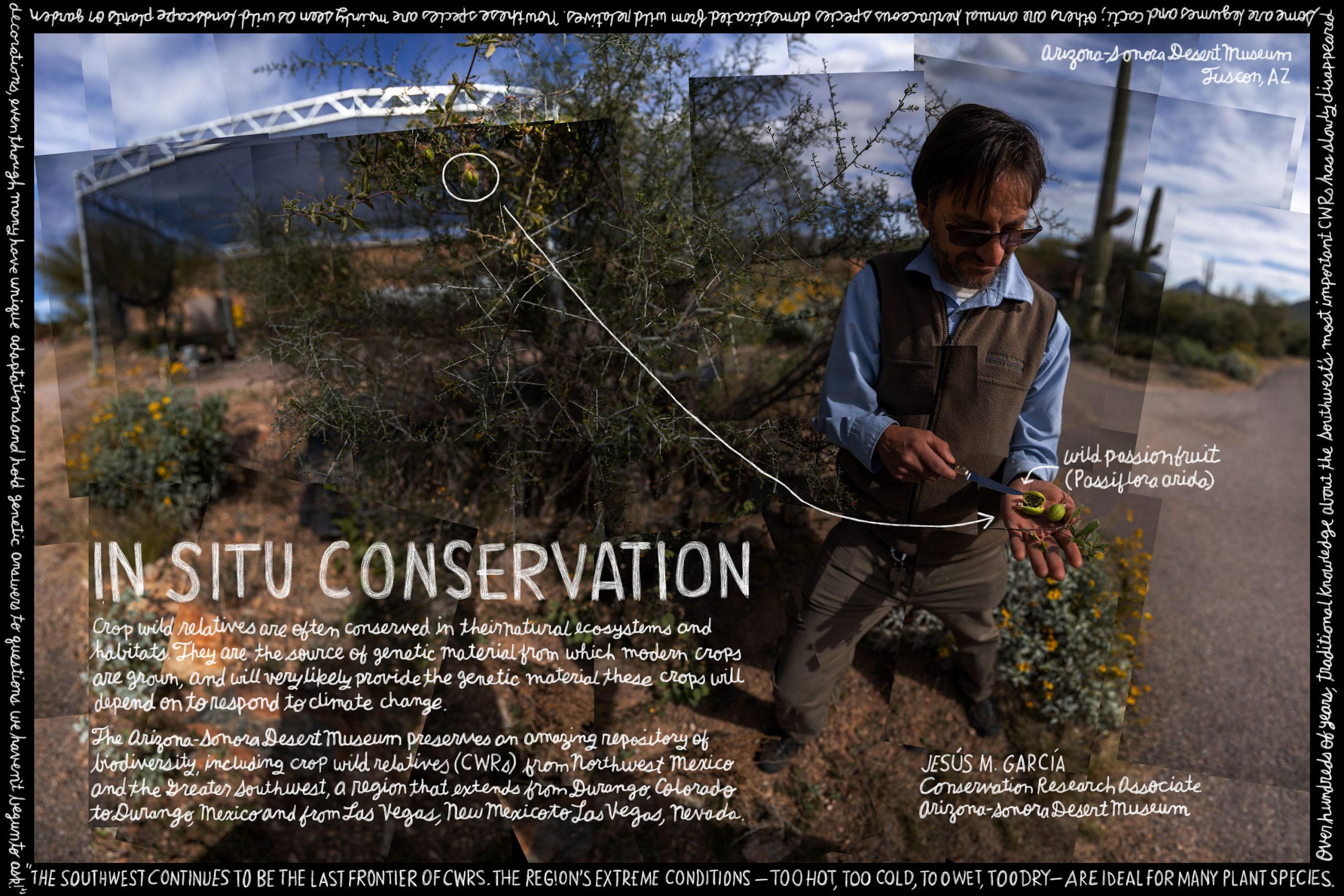 Collage poster featuring passion fruit and Jesús García of the Arizona-Sonora Desert Museum.