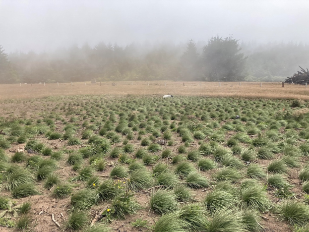 Image of green grasses