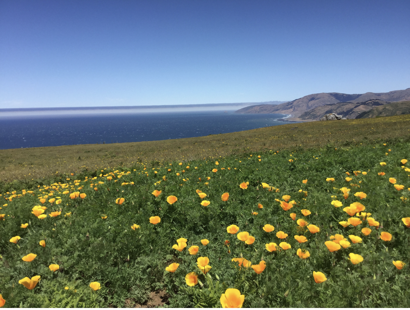 Image of a field of California poppies with the Pacific Ocean in the background