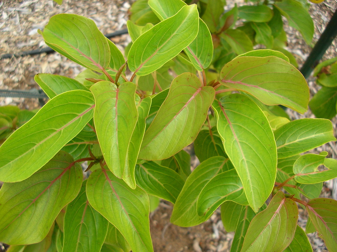 Colubrina oppositifolia (leaves). Location: Maui, Maui Nui Botanical Garden