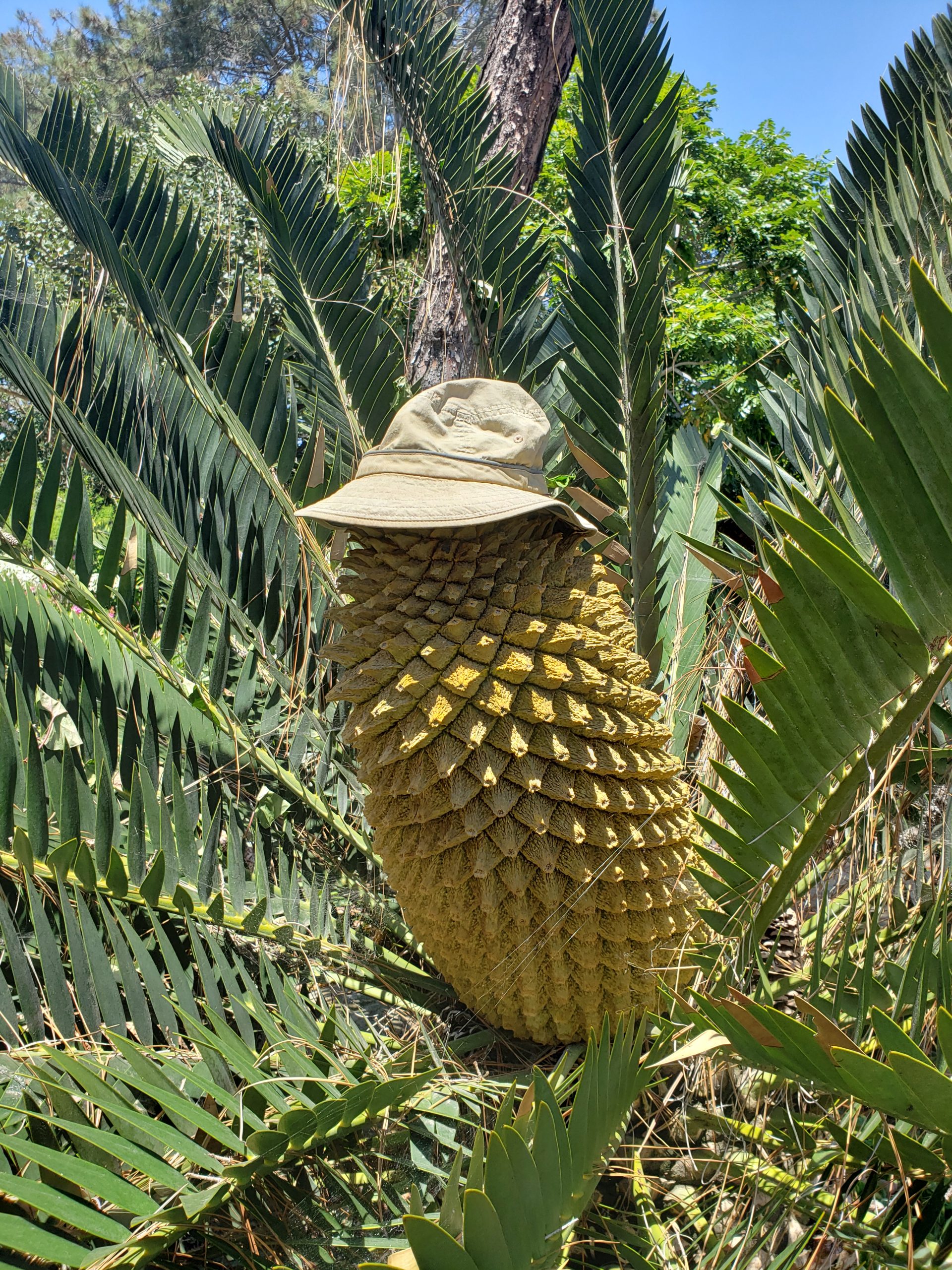 Image of Encephalartus longifolius cone ready for harvesting.