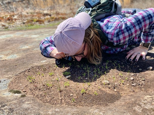 Image of Meg Engelhardt getting a look at the very tiny federally endangered Geocarpon minimum.