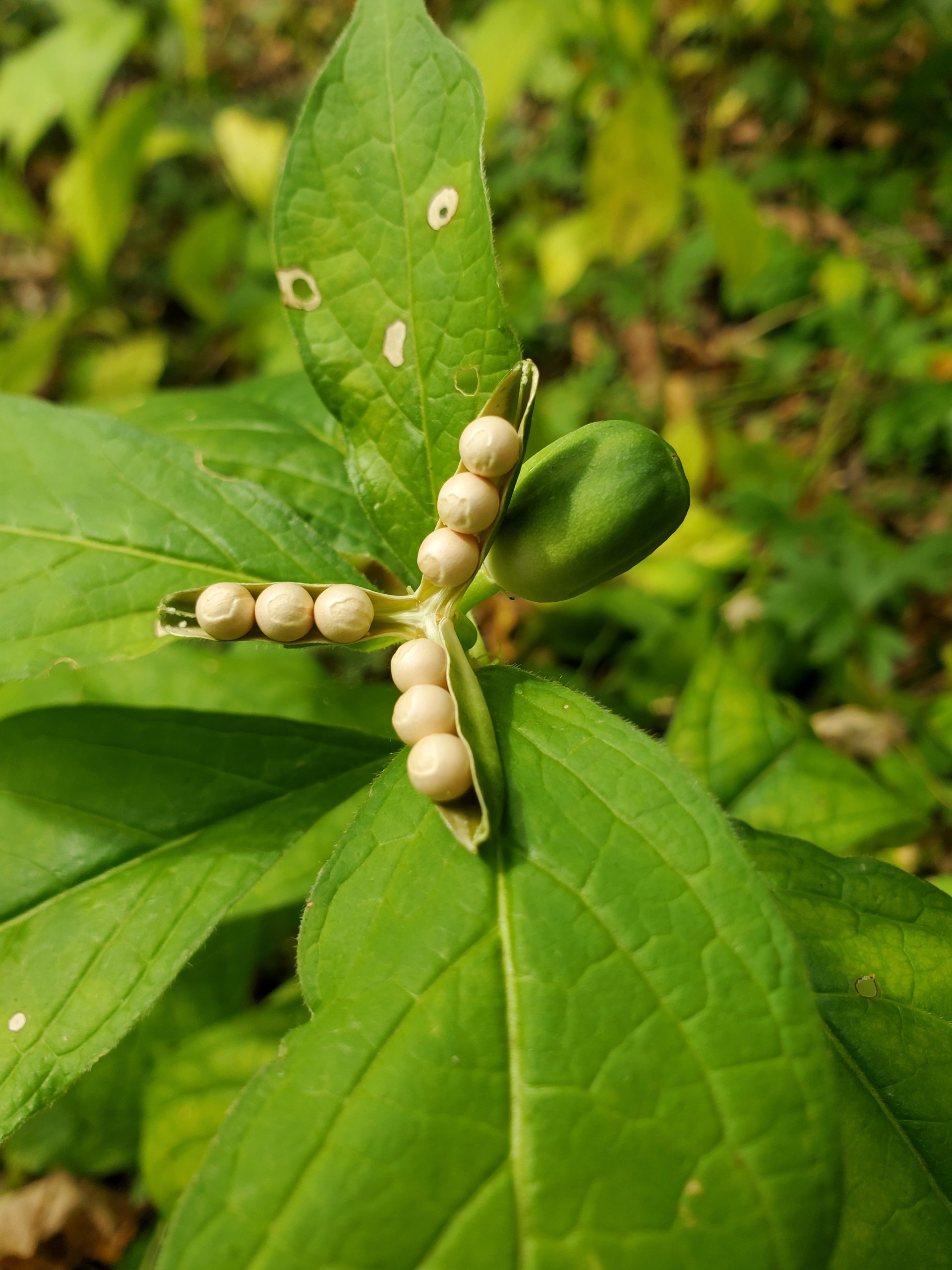Image of Hybanthus concolor in fruit, east-central Wisconsin.
