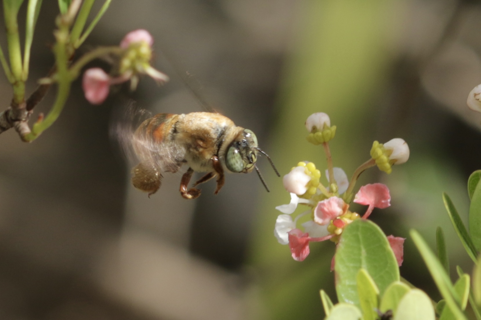 Image of An oil-collecting Wandering Centris Bee (Centris errans) visiting flowers of Locustberry (Byrsonima lucida) in the pine rockland habitat of South Florida.