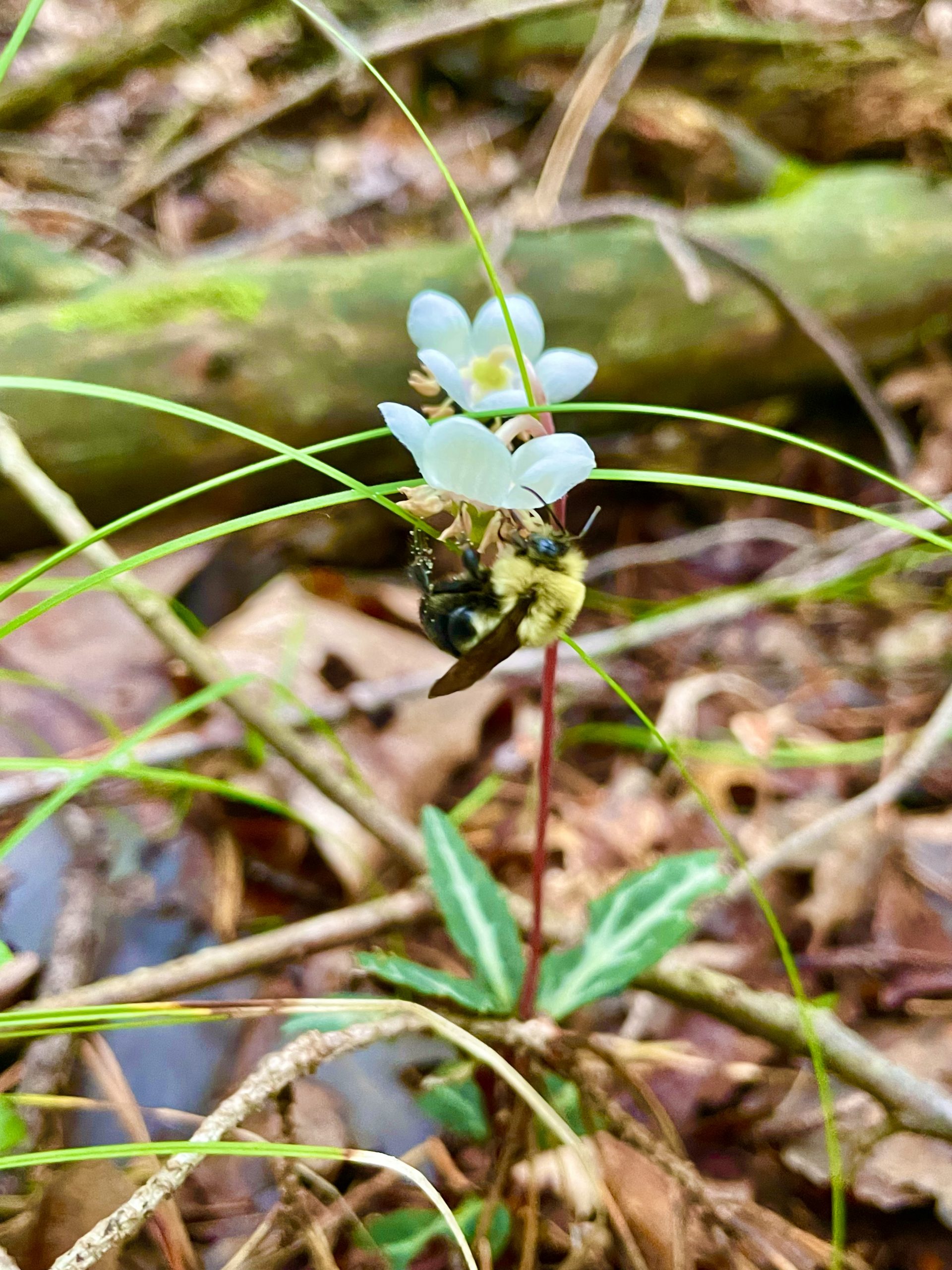 Image of A busy bombus sp. bee on the Canadian threatened spotted wintergreen (Chimaphila maculata). Ontario, Canada. Photo by Emma Neigel.