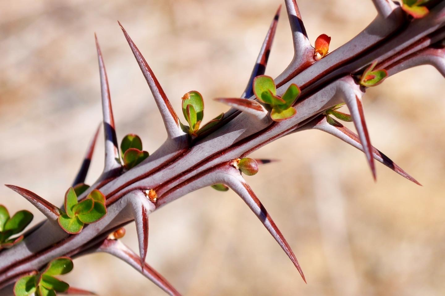 Image of Fouquieria splendens (Ocotillo) pushing new growth in the Anza Borrego Desert.