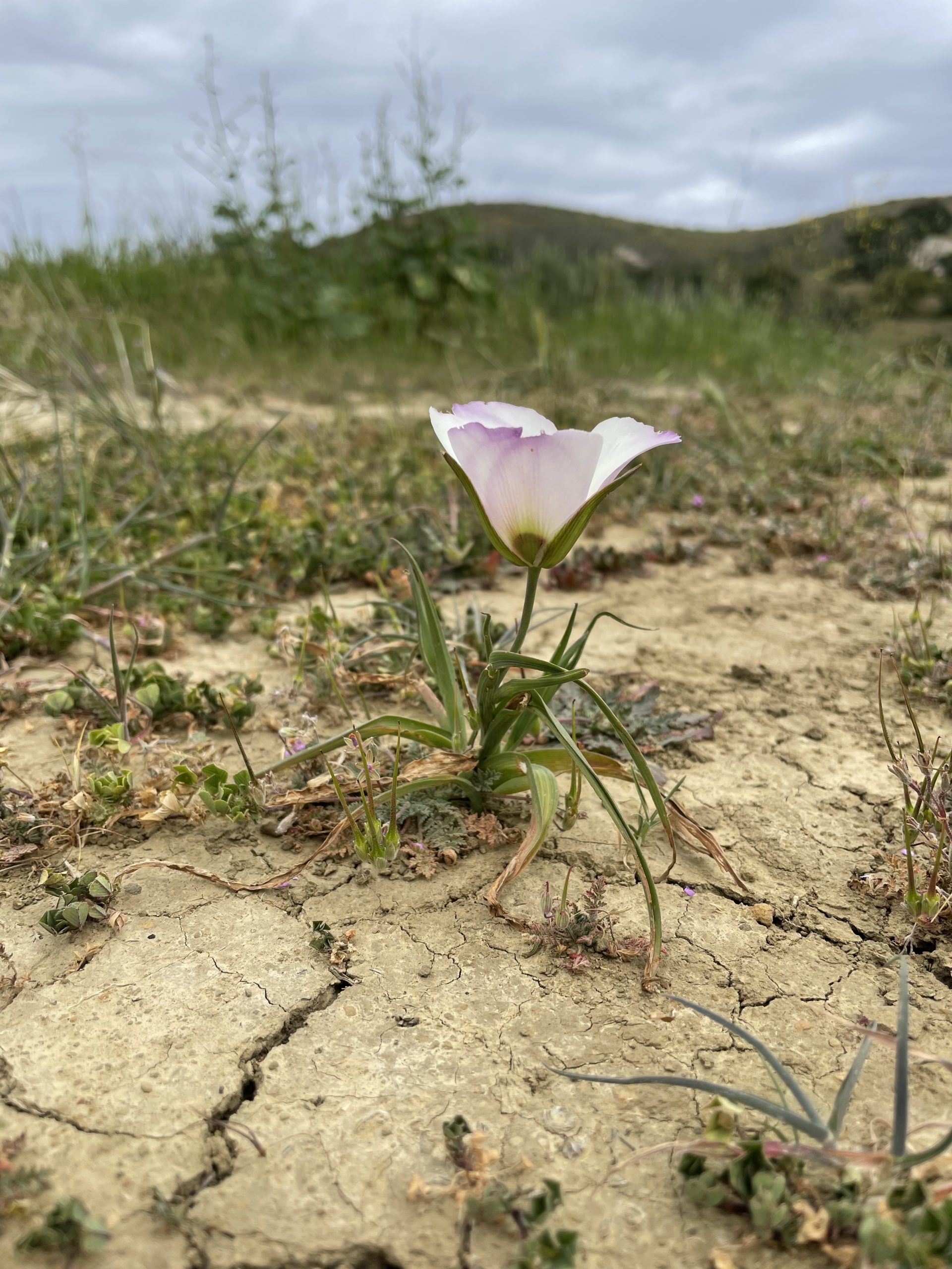 Image of Tough little rare lily growing out of cracked earth in Santa Barbara, California. Photo by Heather Schneider.