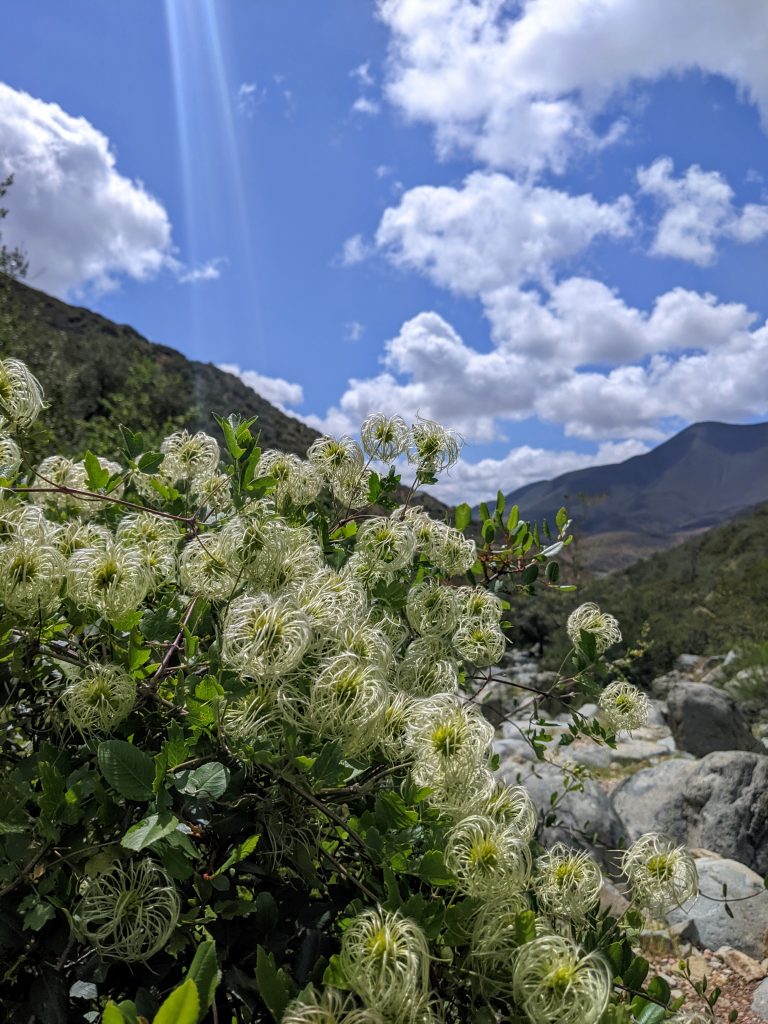 Image of Clematis lasiantha climbing through a steep canyon in the Otay Mountain Wilderness.