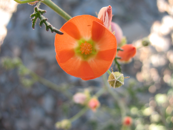 Image of Gierisch's Globemallow (Sphaeralcea gierischii). Photo Credit: Jonathan Barth