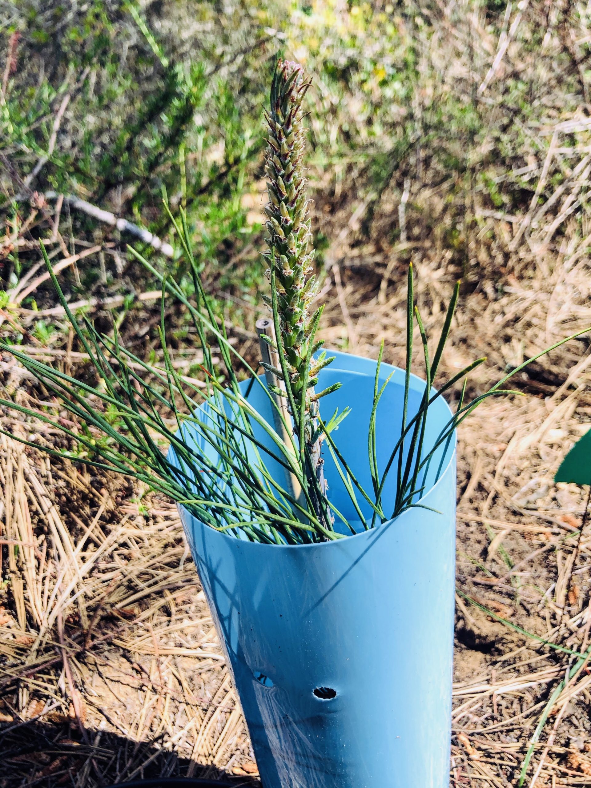 Safeguarding California's Endangered Torrey Pines - Center for Plant ...