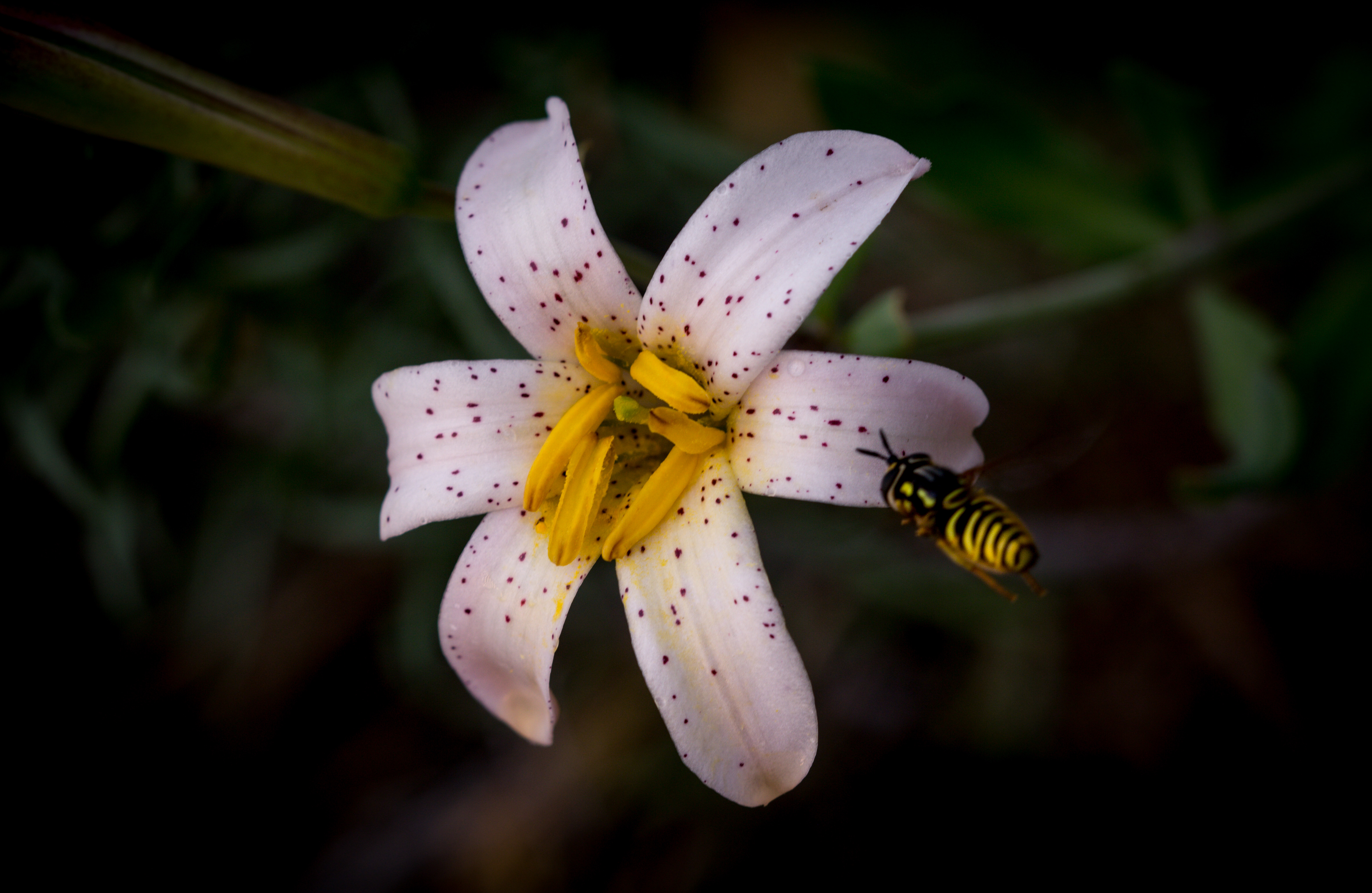 Chaparral lily, Lillium rubescens