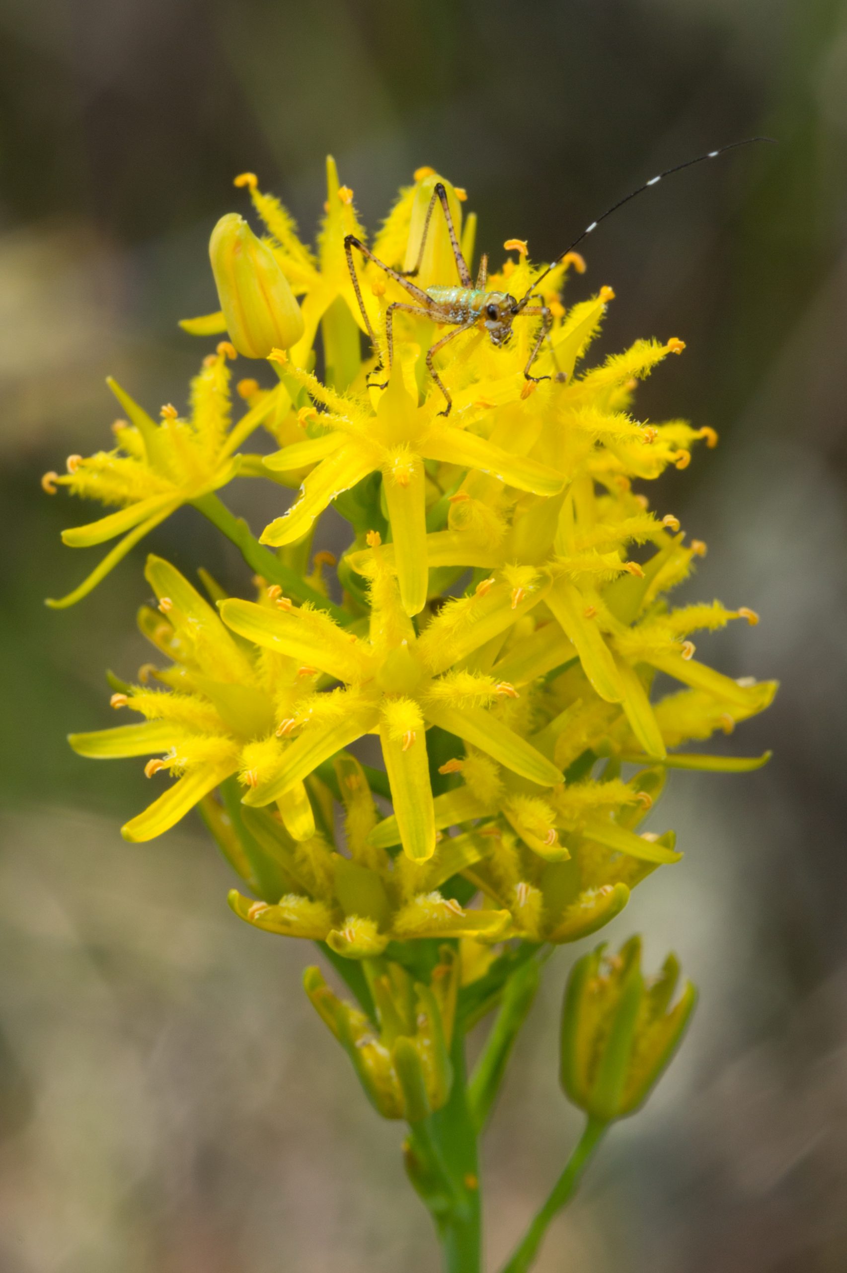 Yellow flower with cricket nymph