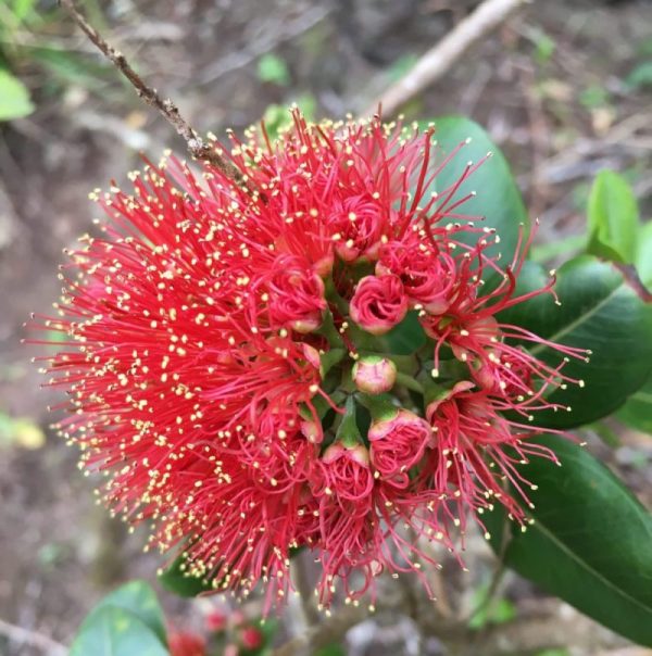 Bottlebrush  San Diego Zoo Animals & Plants